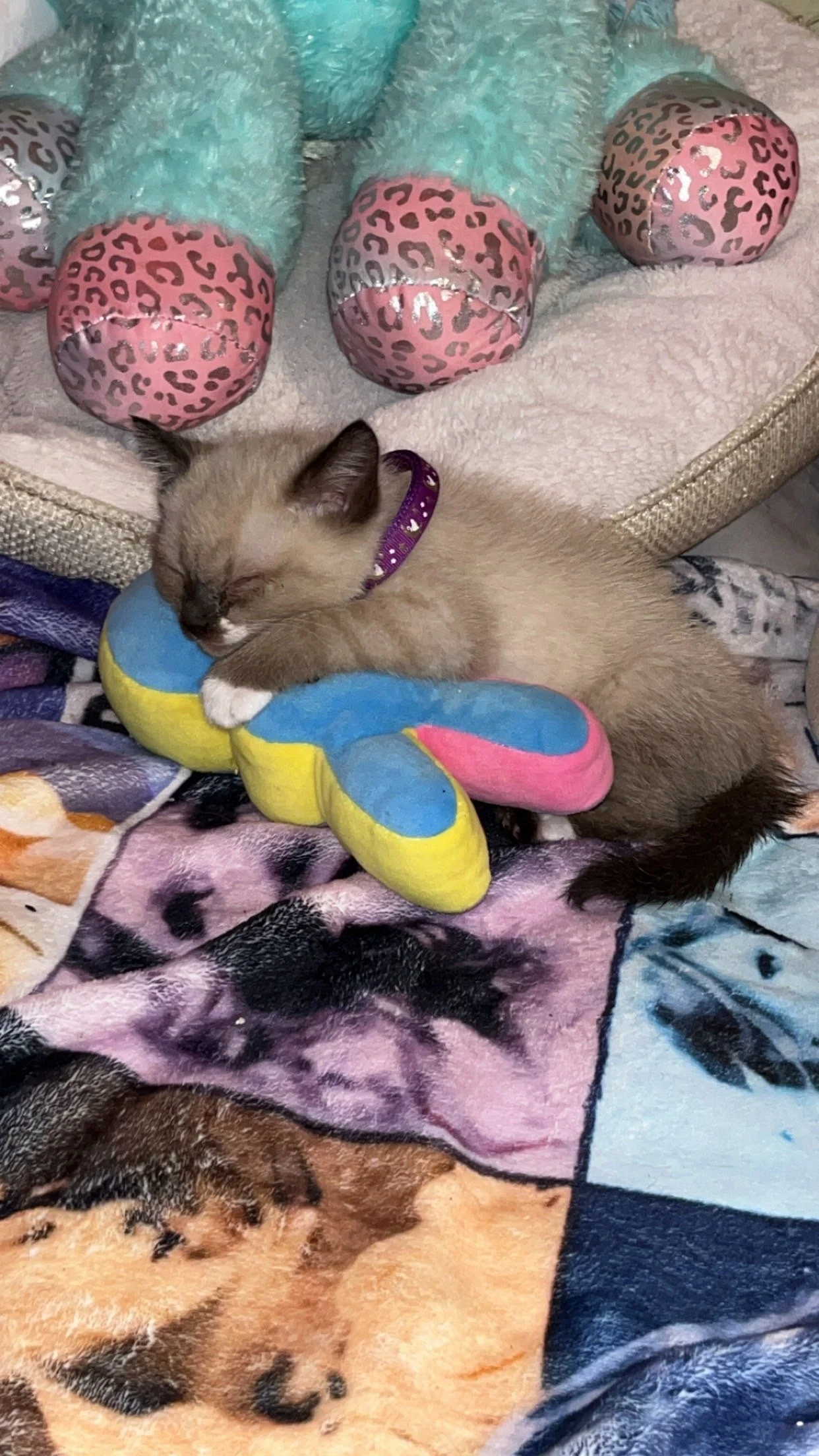 IMG_8877.jpeg
