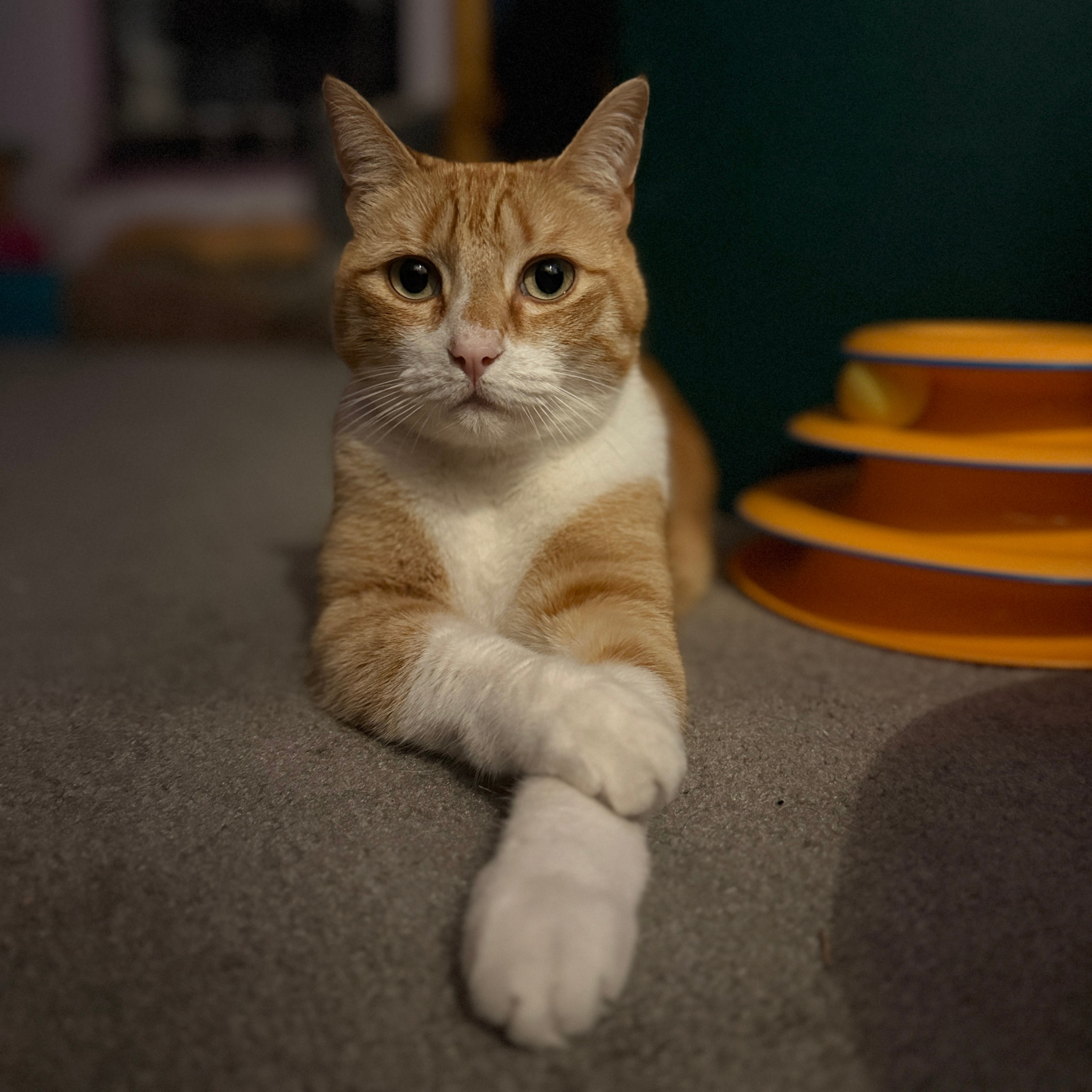 Tawny