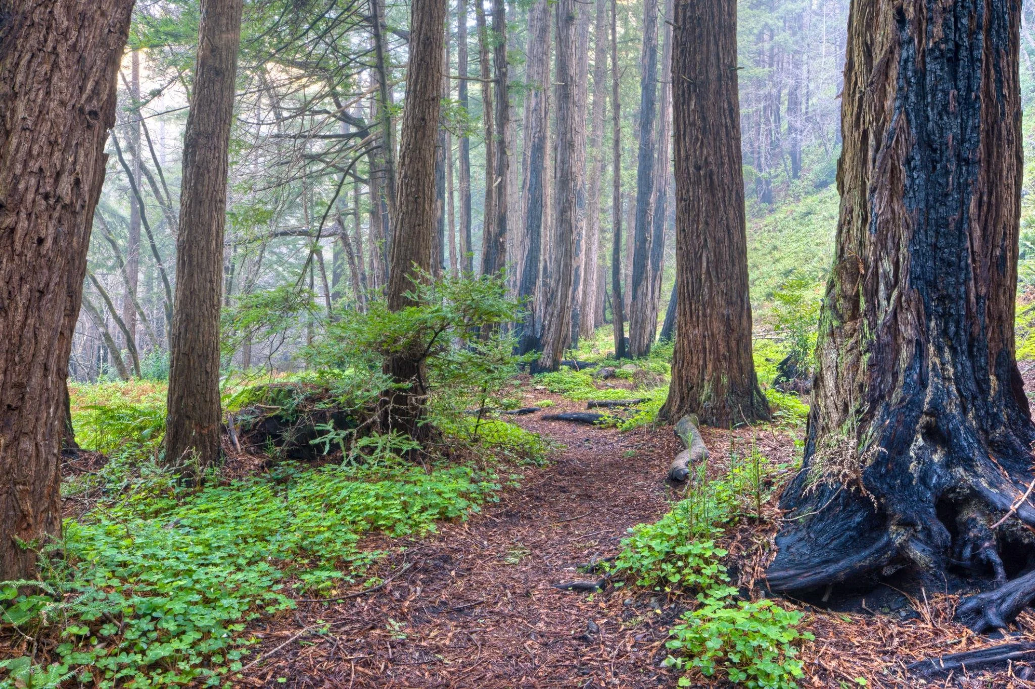 Redwoods — Air Expedition