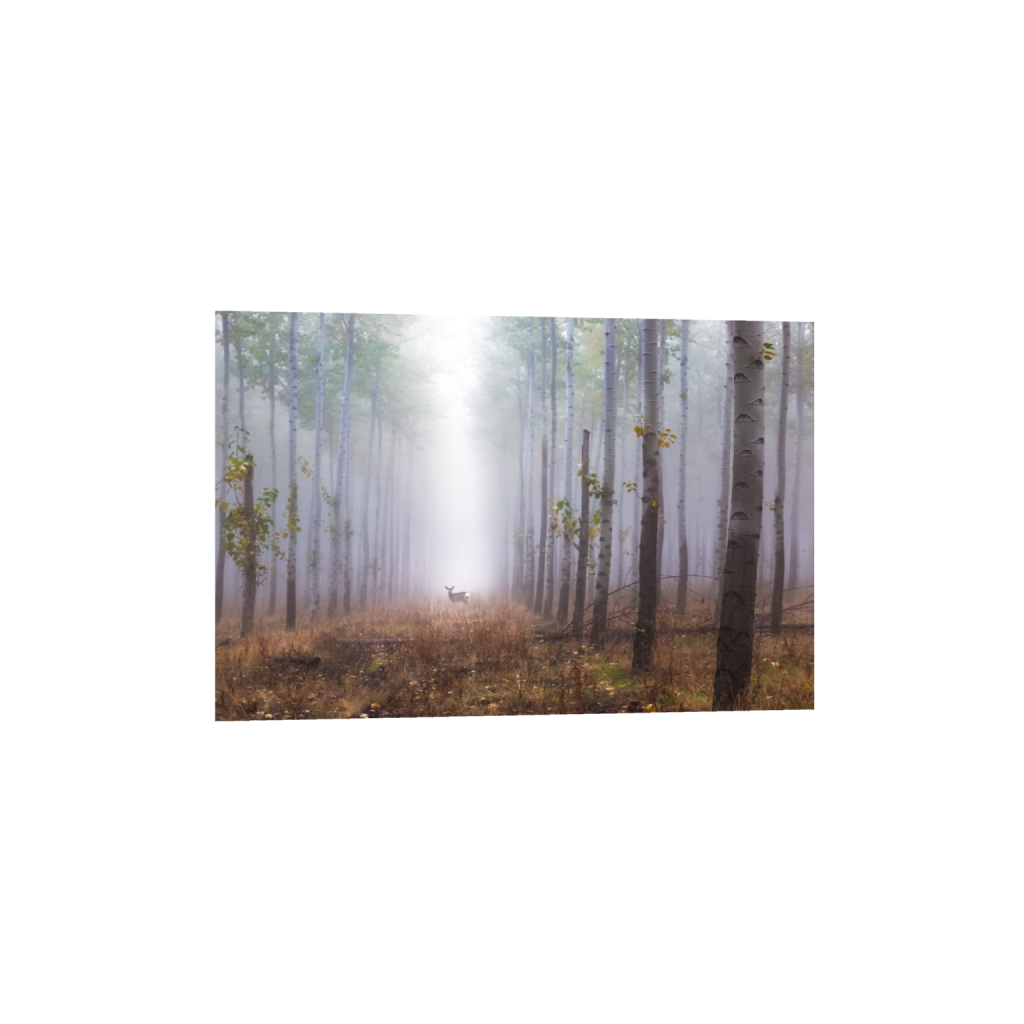 ptq_1_3_0_0_7200_4800_0_false_ffffff_0_0_.png