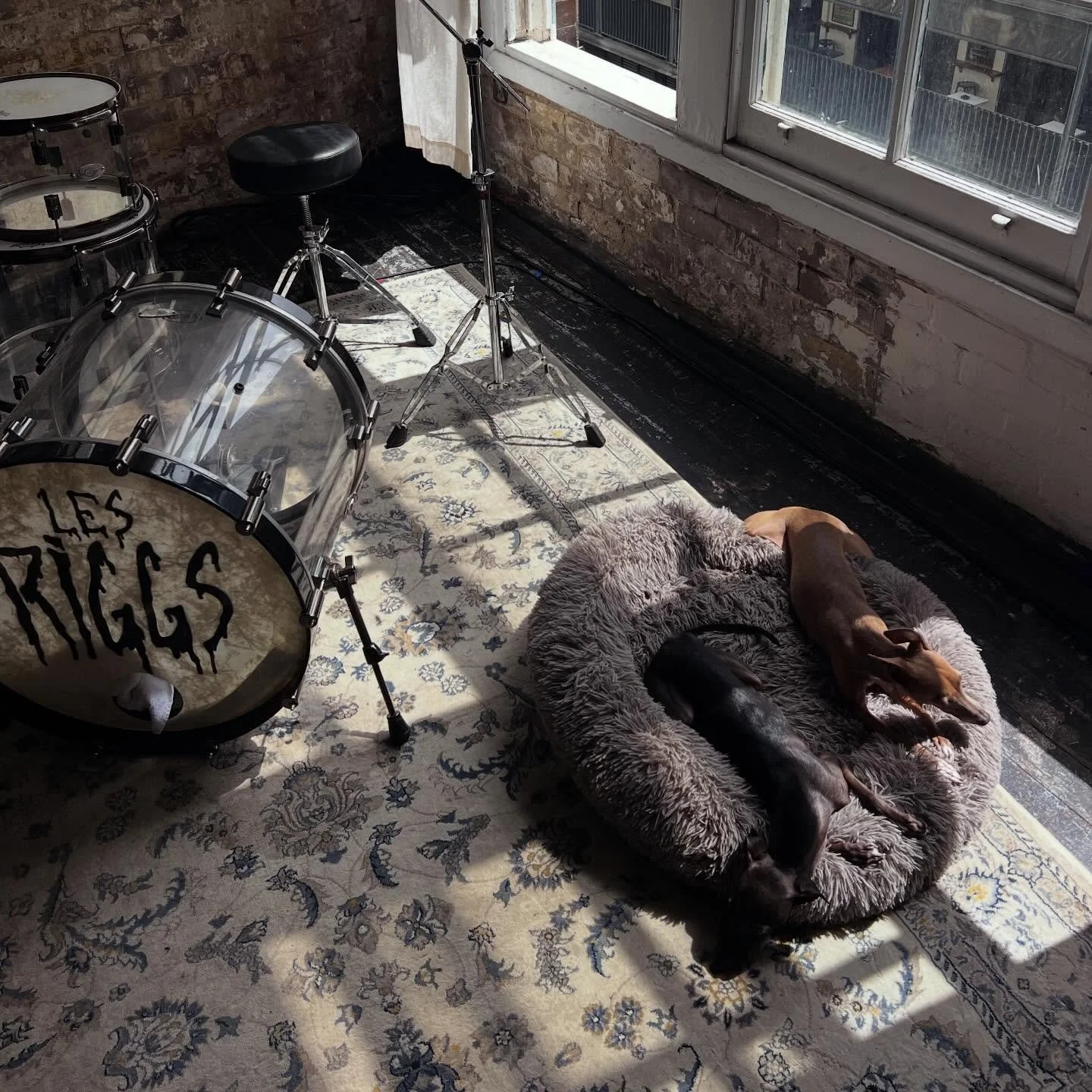 Some furry visitors today 🐕