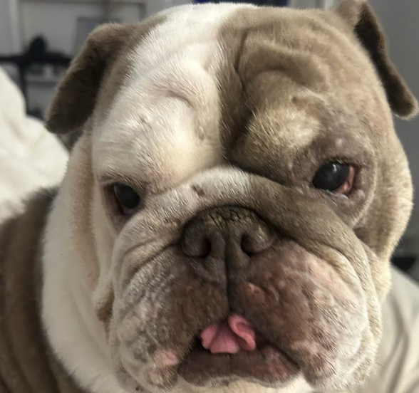 Screenshot 2026-08-22 at 9.16.32 AM.png