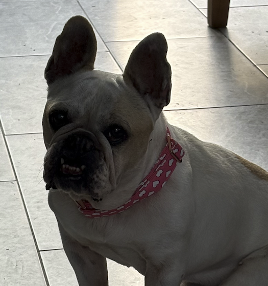 Screenshot 2026-03-01 at 3.54.46 PM.png