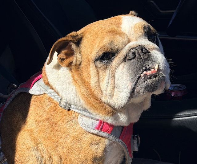 Screenshot 2026-02-17 at 2.39.00 PM.png