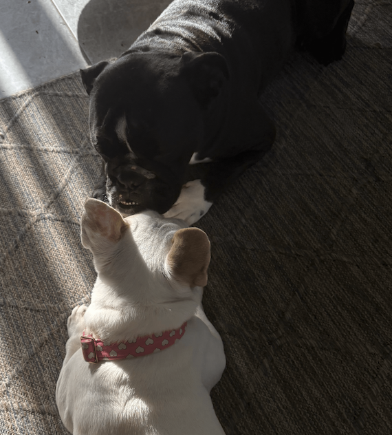 Screenshot 2026-04-15 at 5.47.10 AM.png