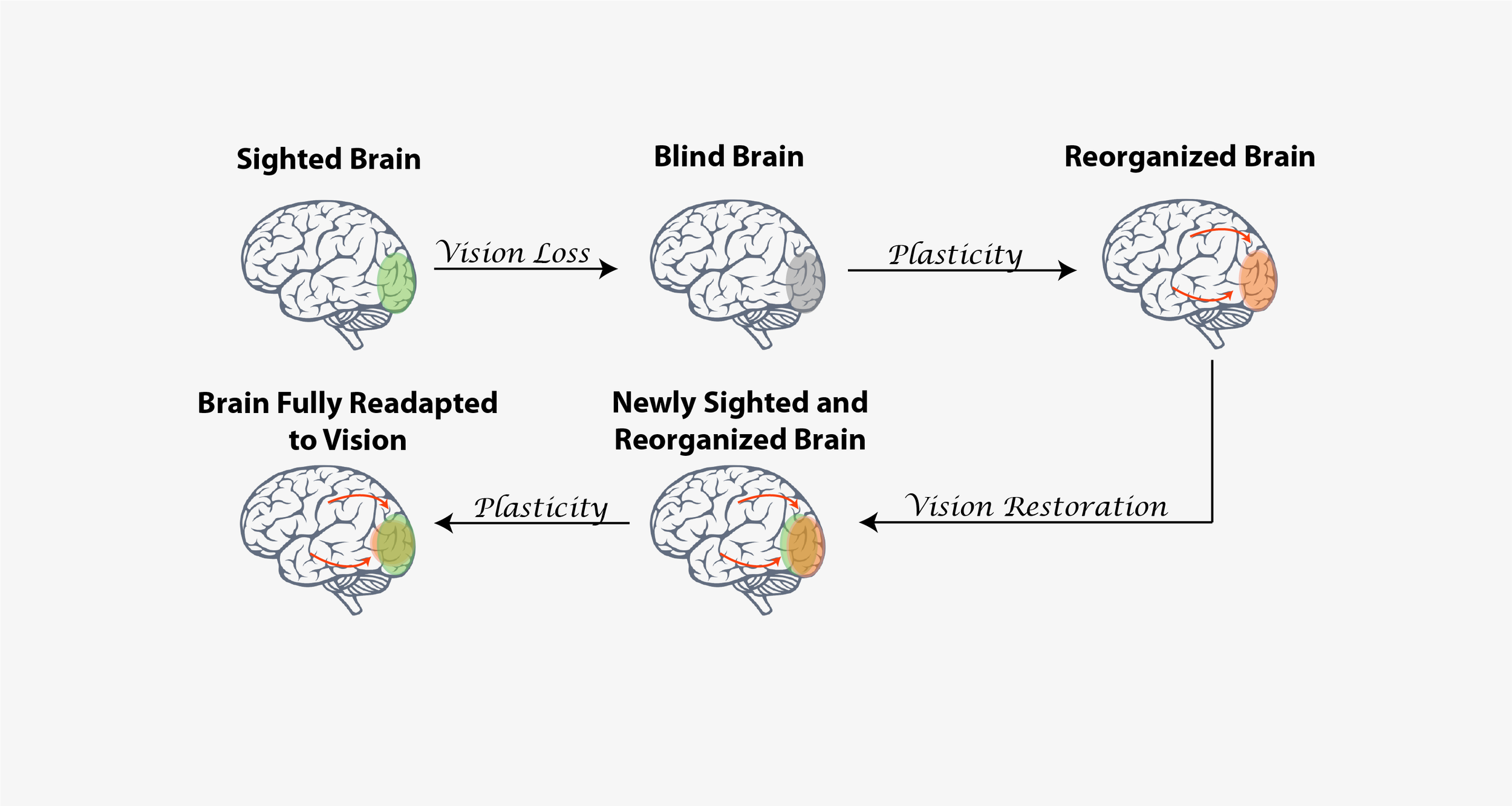 Retinal Prostheses Behavior And Neuroimaging Stiles Psychophysics 