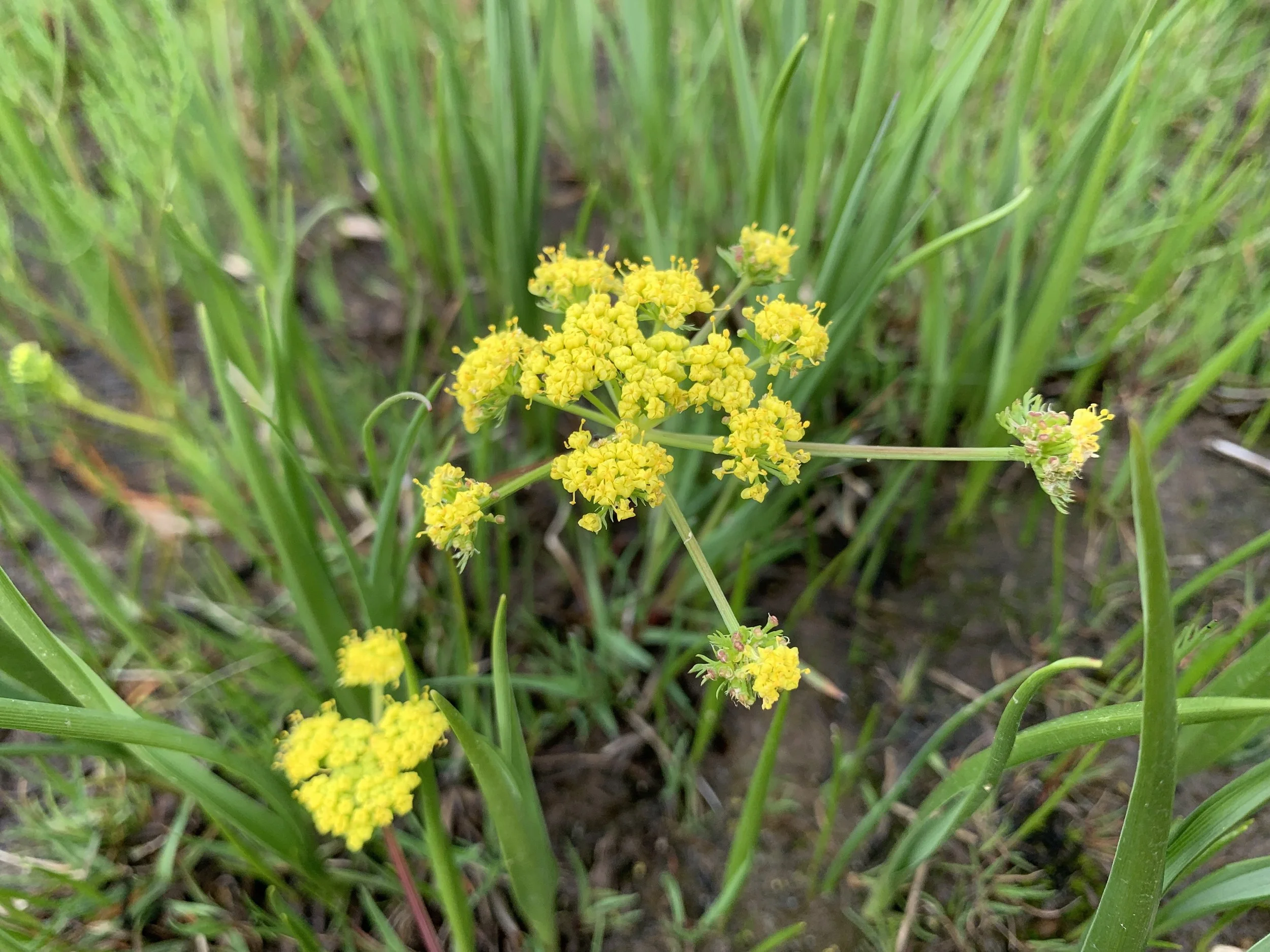 April Wildflower Walk at Oak Meadows