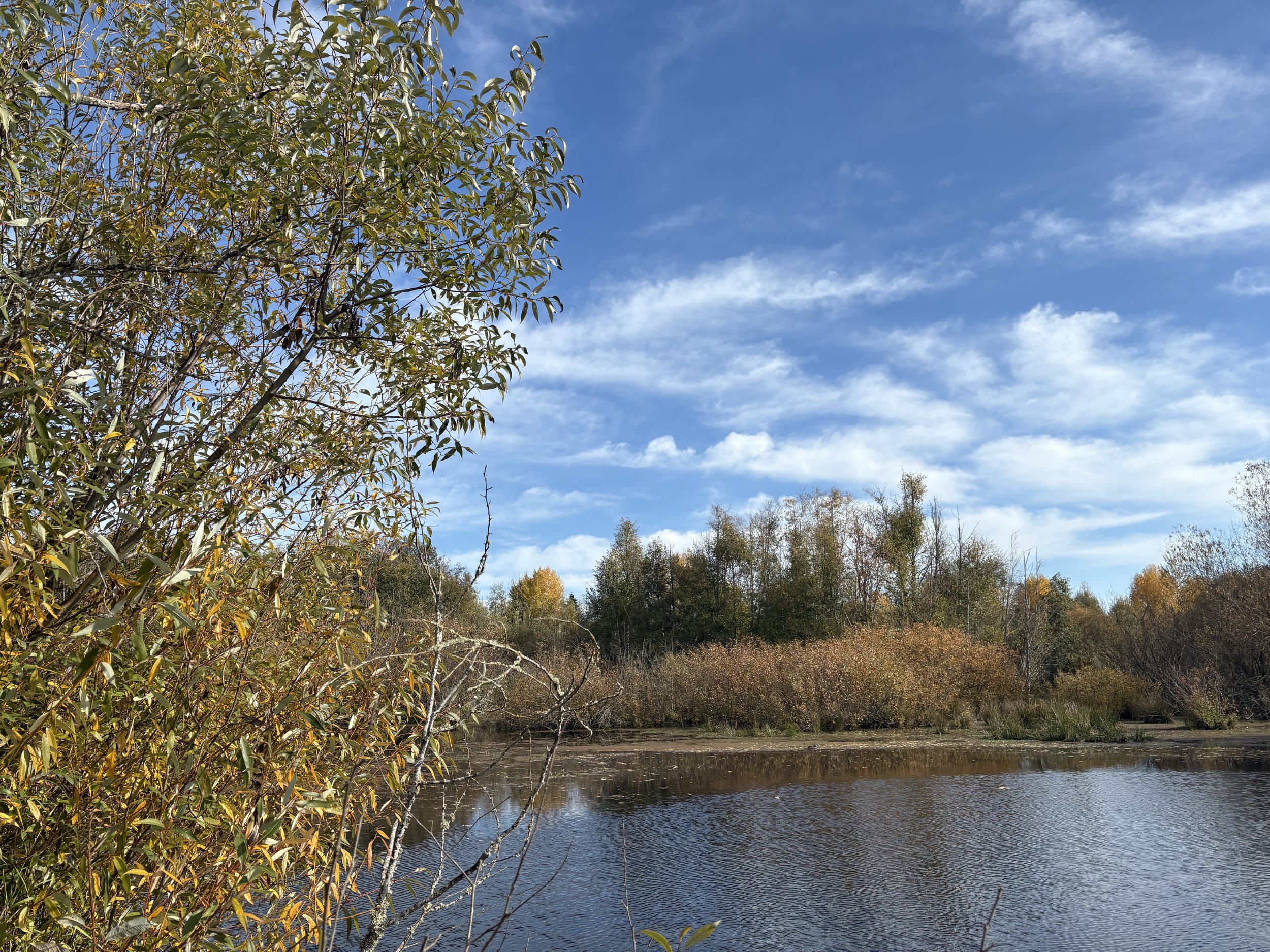 Wetland Nature Walk - March 14th