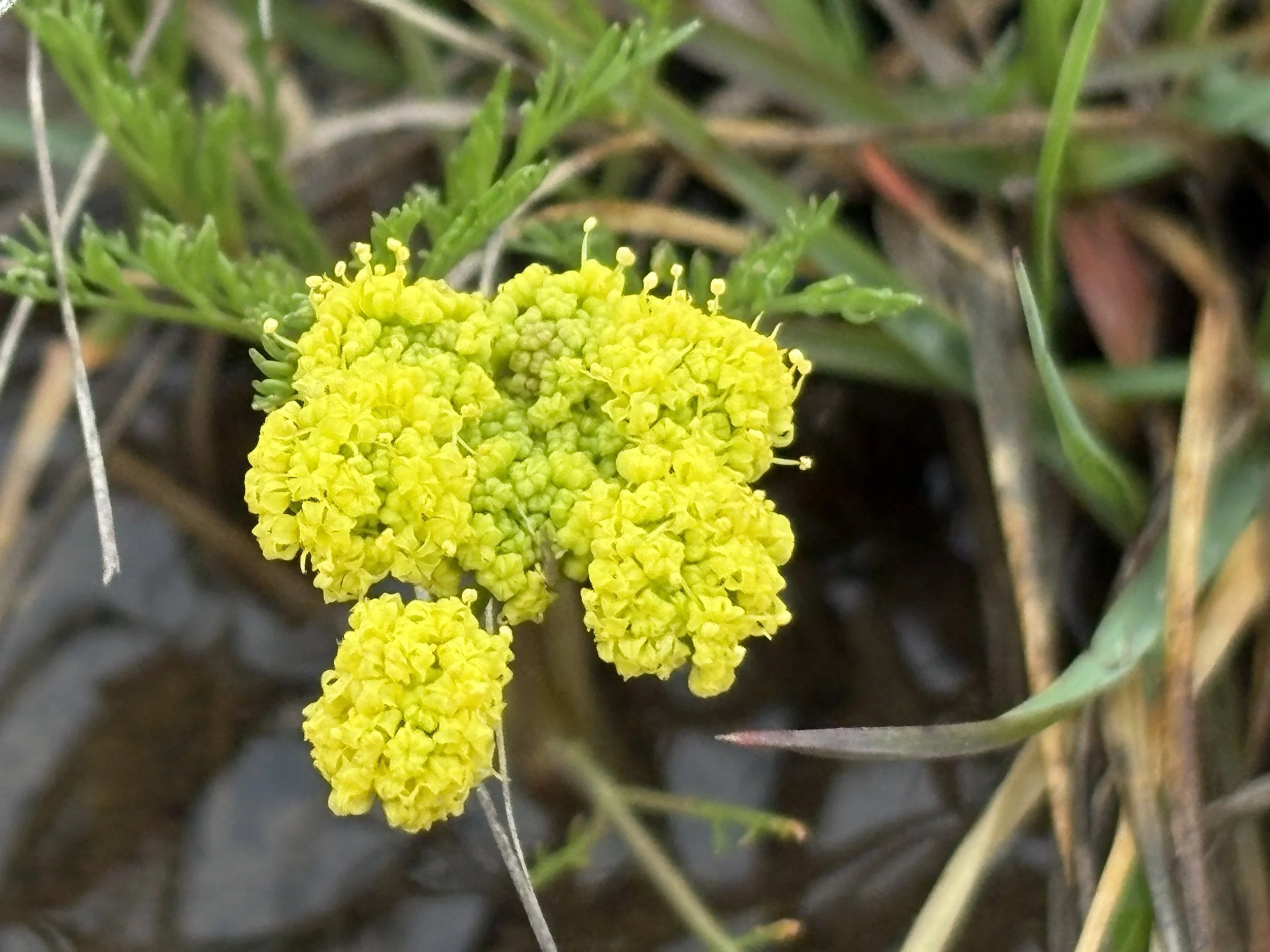 April 4th, Bradshaw's lomatium Walk