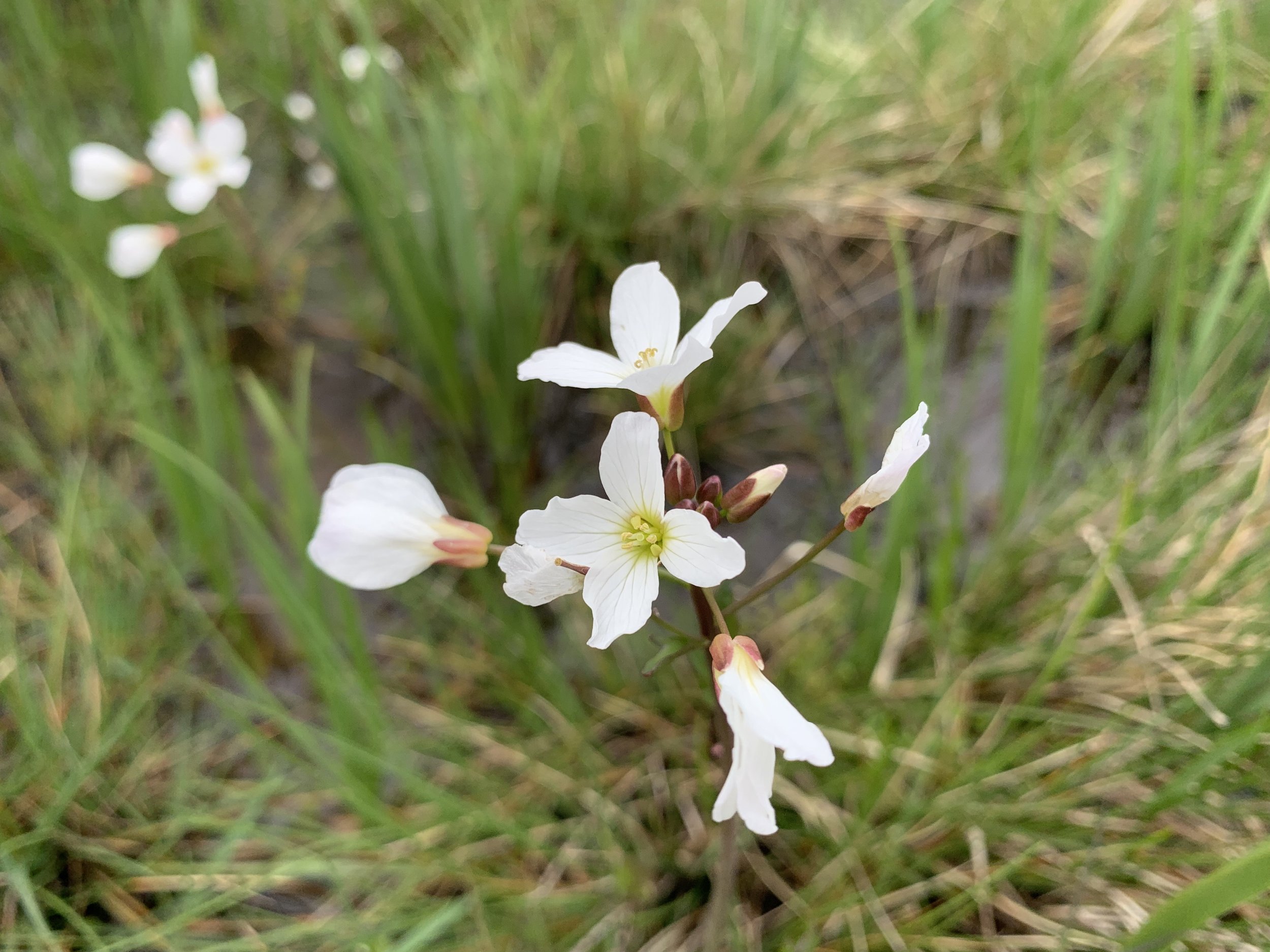 April Wildflower Walk at Oak Meadows