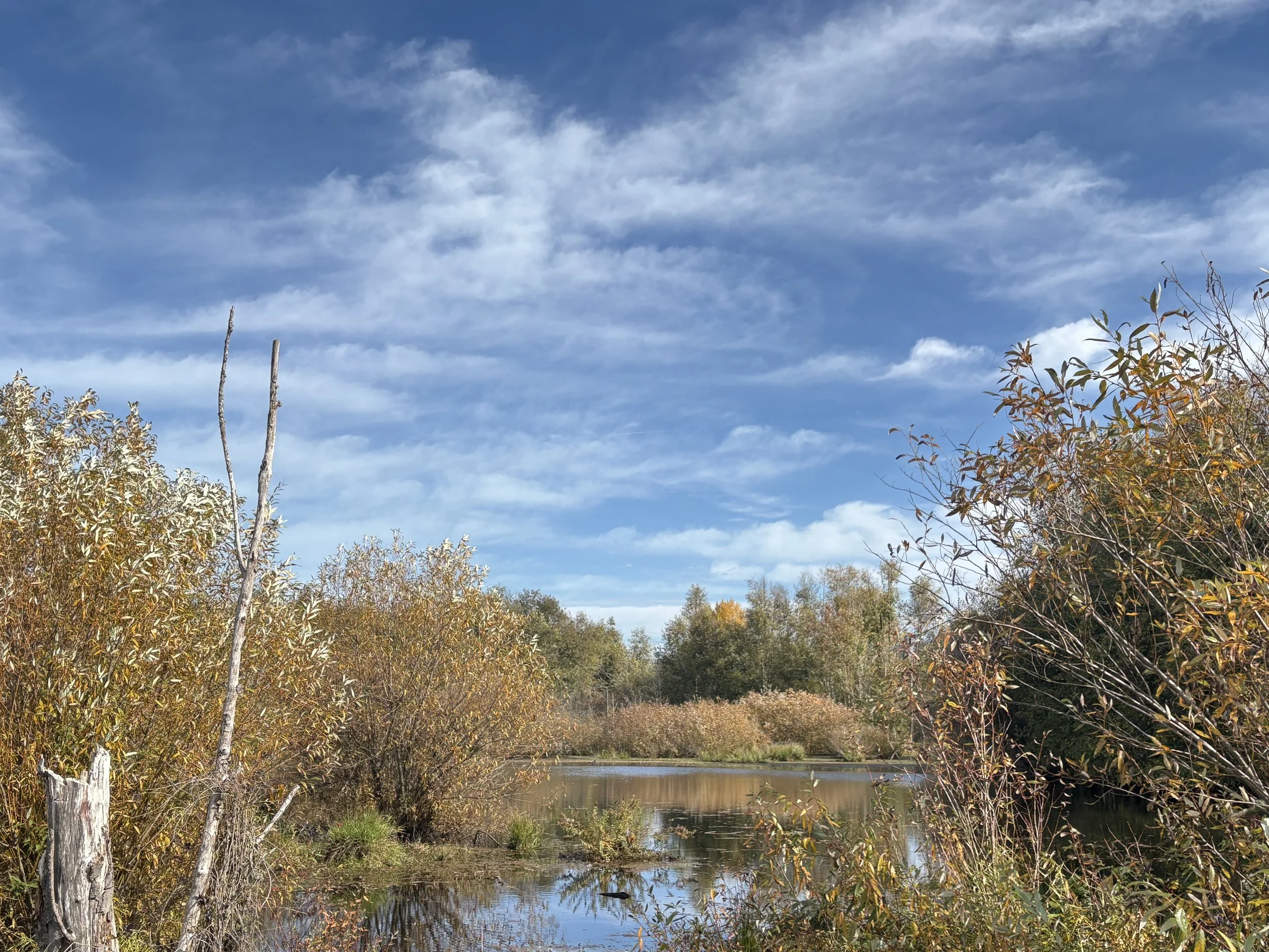 Our Town covers the Santiam Wetland Preserve Acquisition