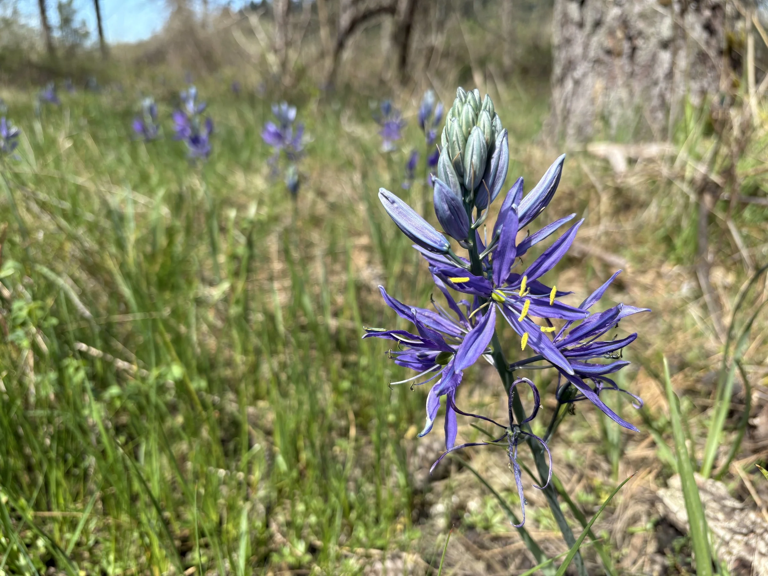 May 15th Trip to the Ancient Prairie, 10am