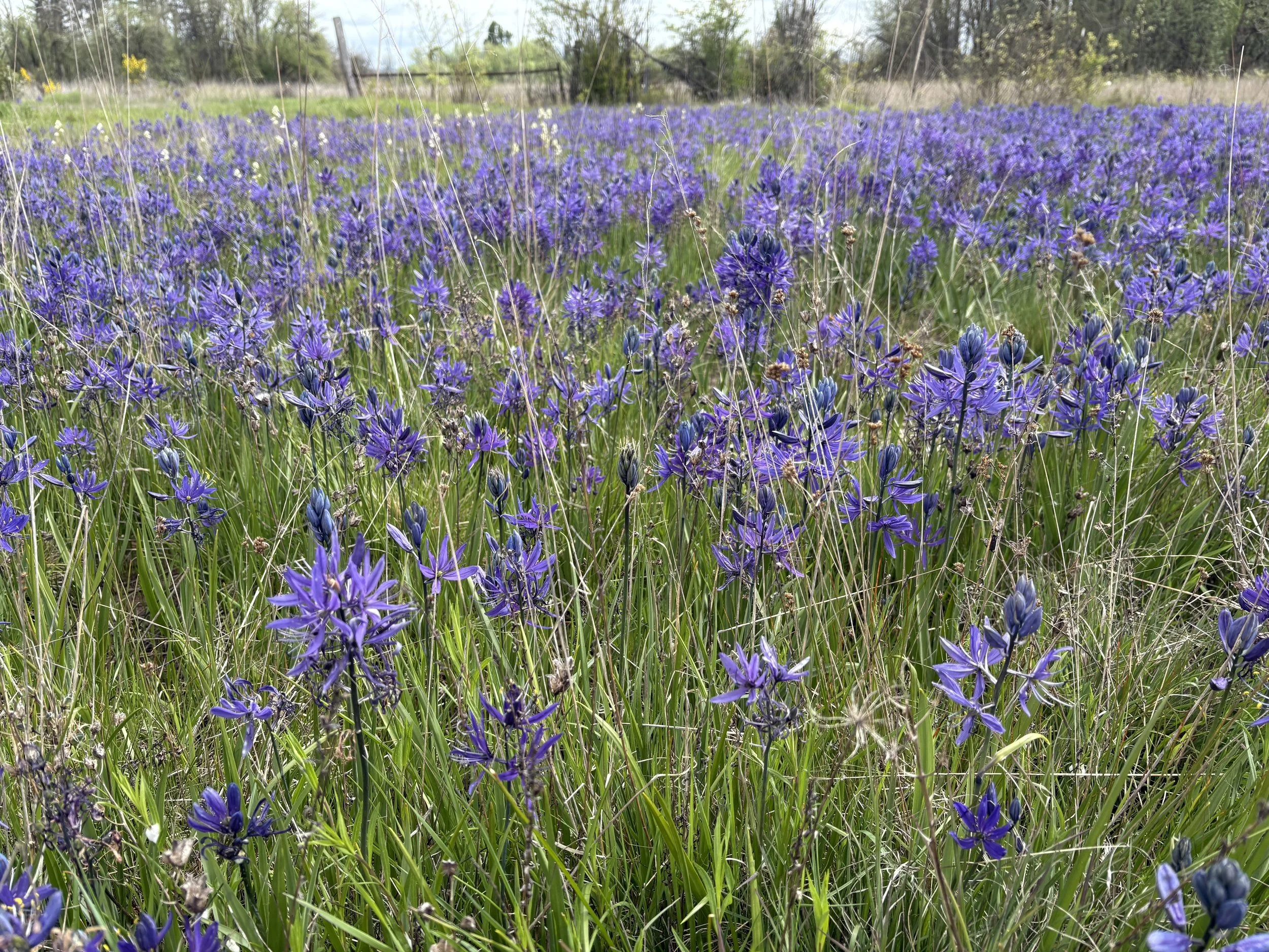 May 21st Afternoon trip to Oak Meadows