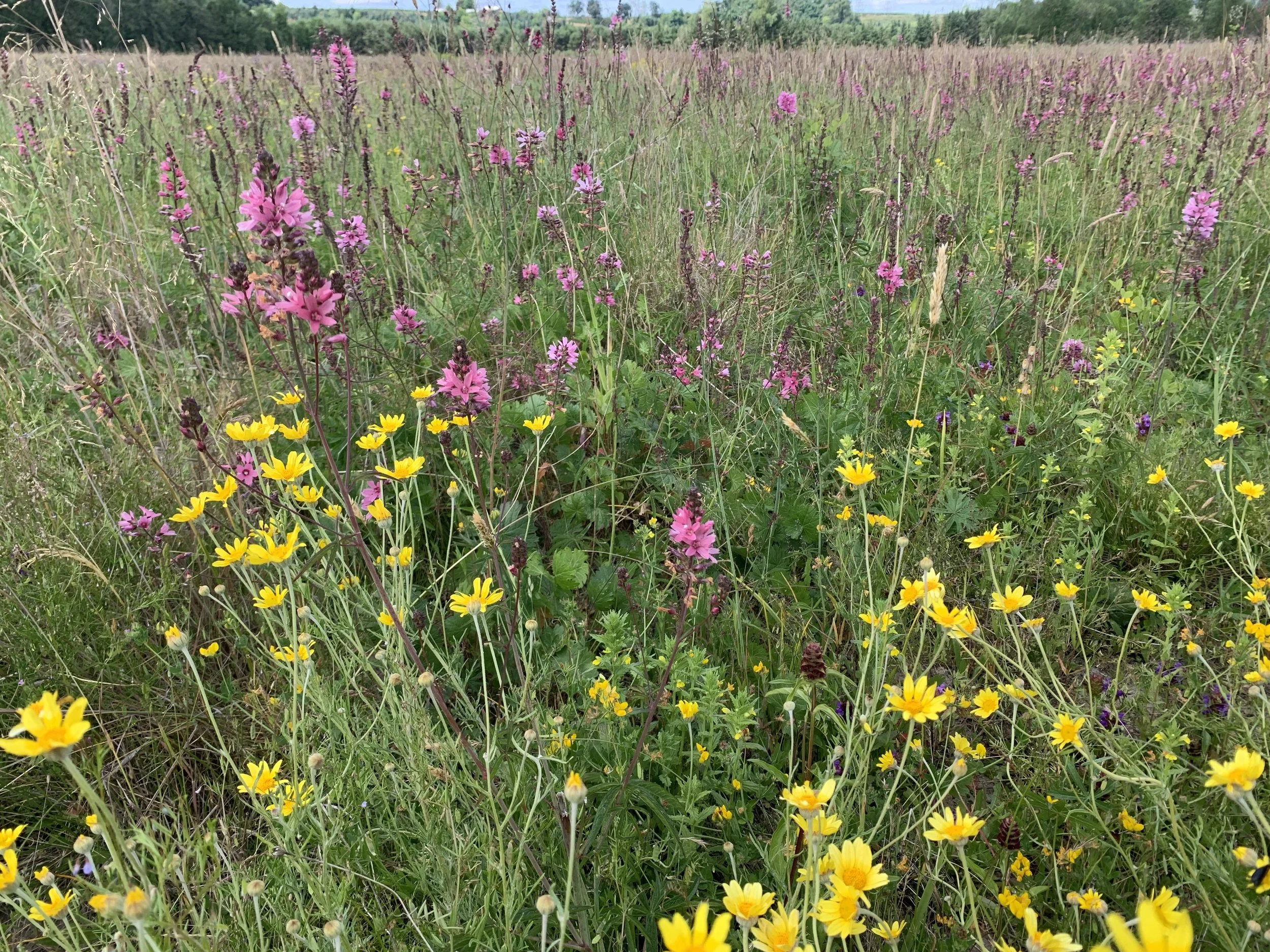Wildflower Solstice Walk, and Celebration of the Trust’s Second Anniversary!