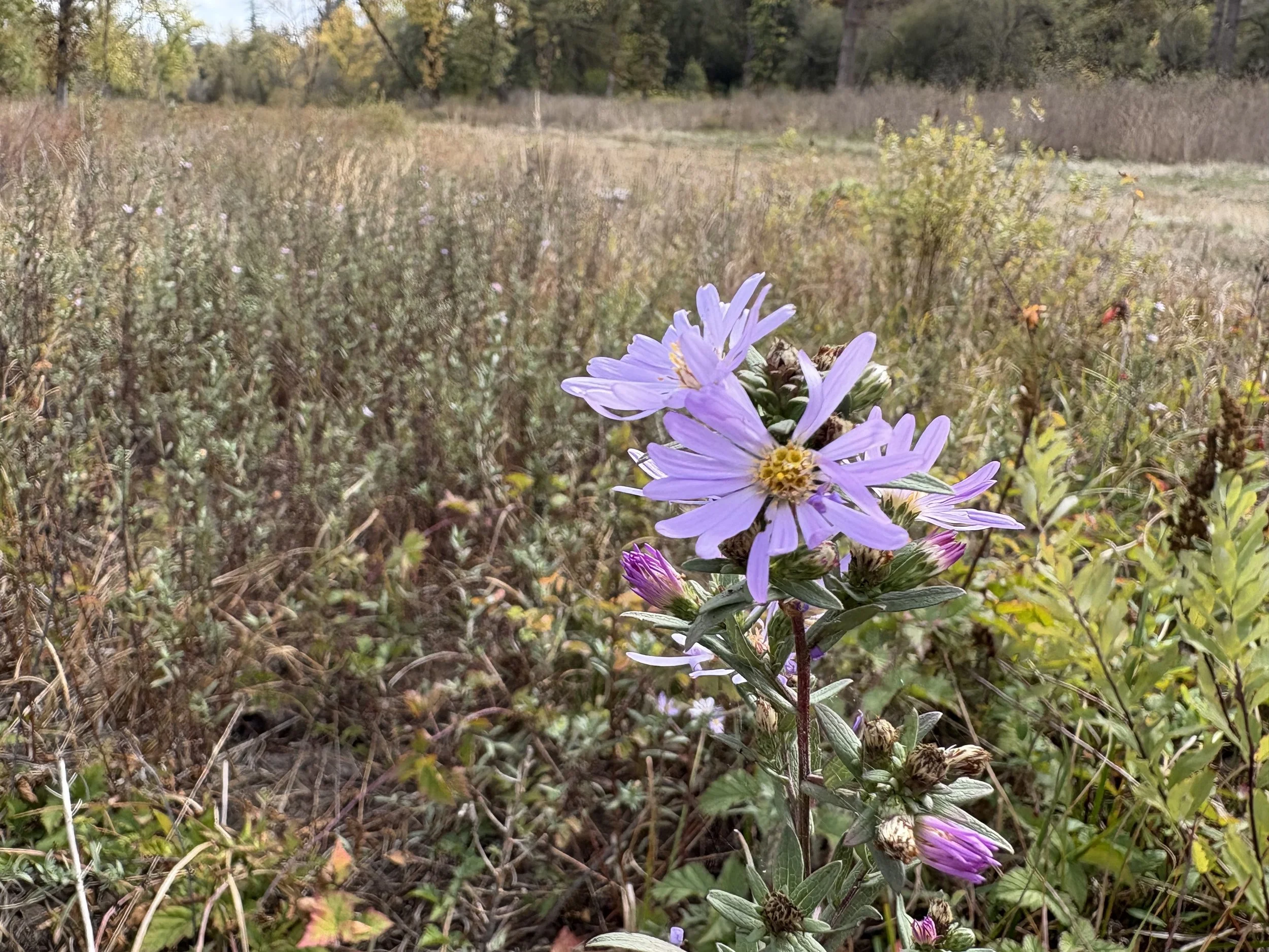 Ancient Prairie Walk