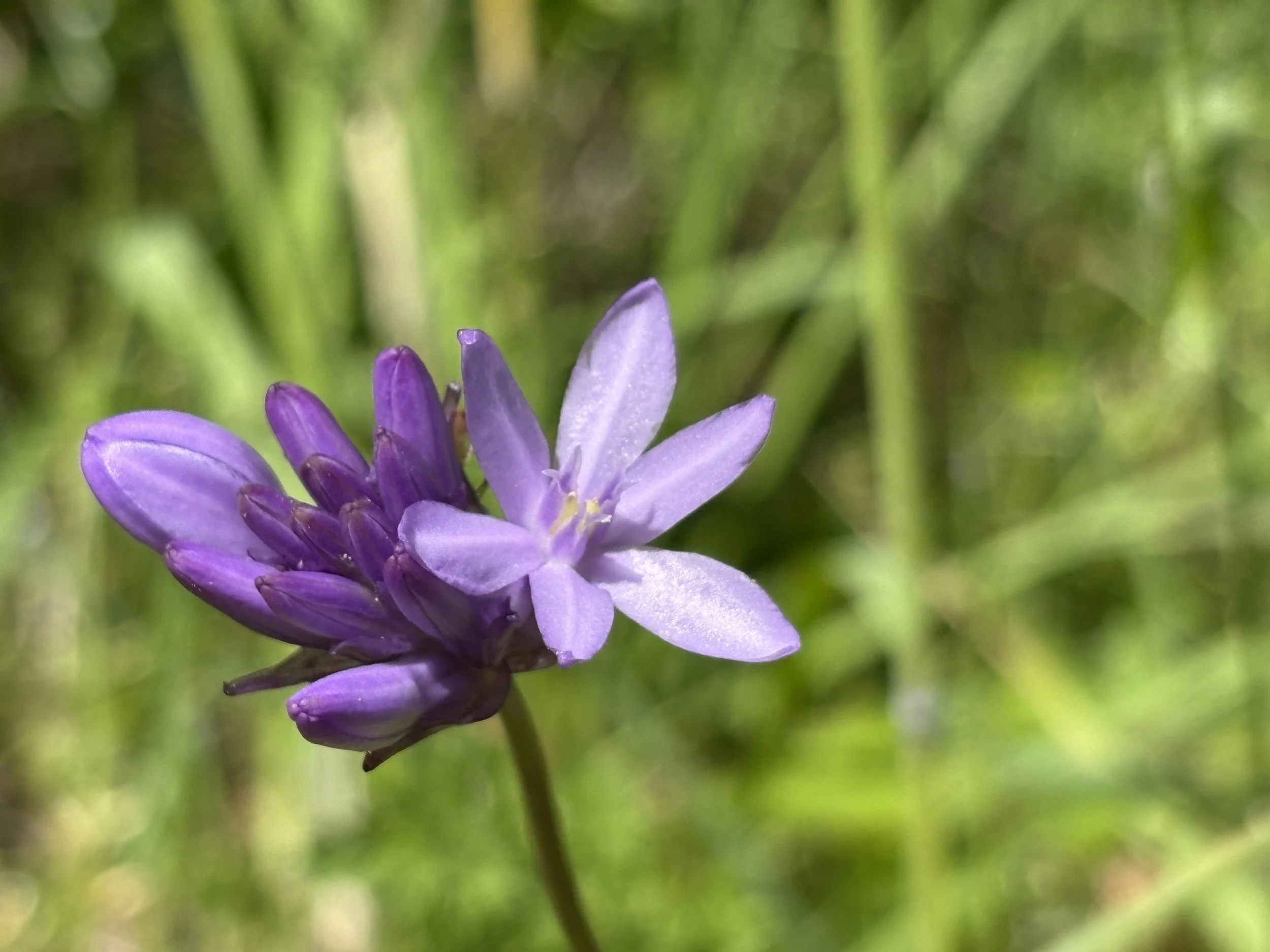 A Nice Story on the Ookow Preserve by Our Town - Sep 2, 2026