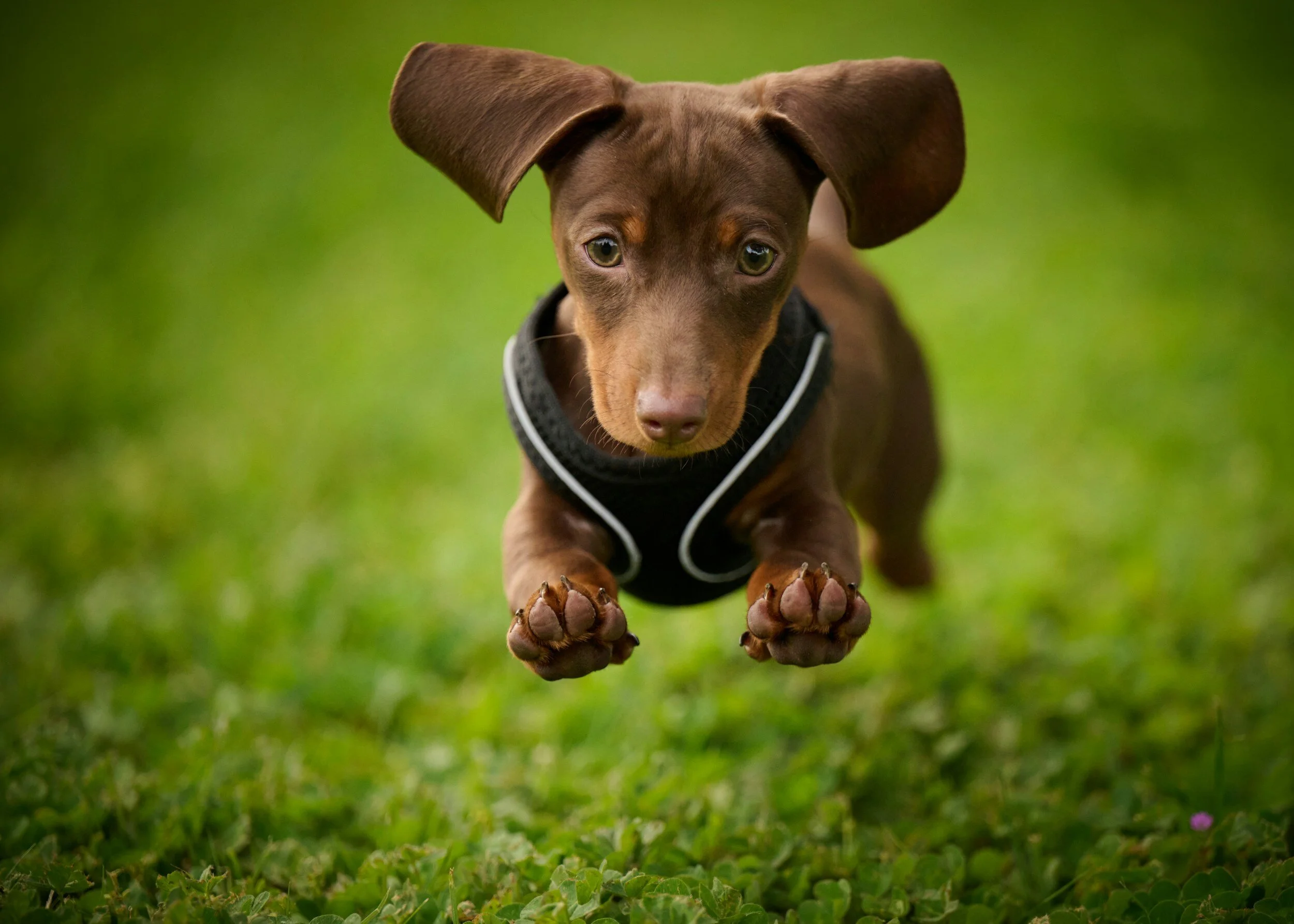 A young brown dachshund puppy wearing a black harness with white piping is leaping through green grass towards the camera.