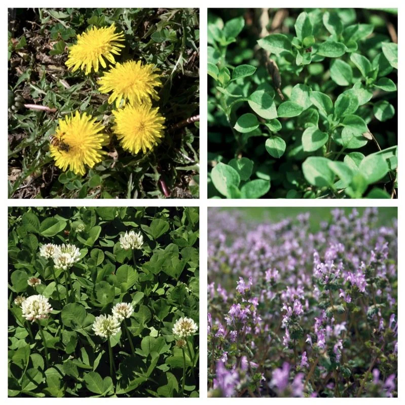 🌱 Spring Weeds in Oklahoma: What Every Homeowner Should Know