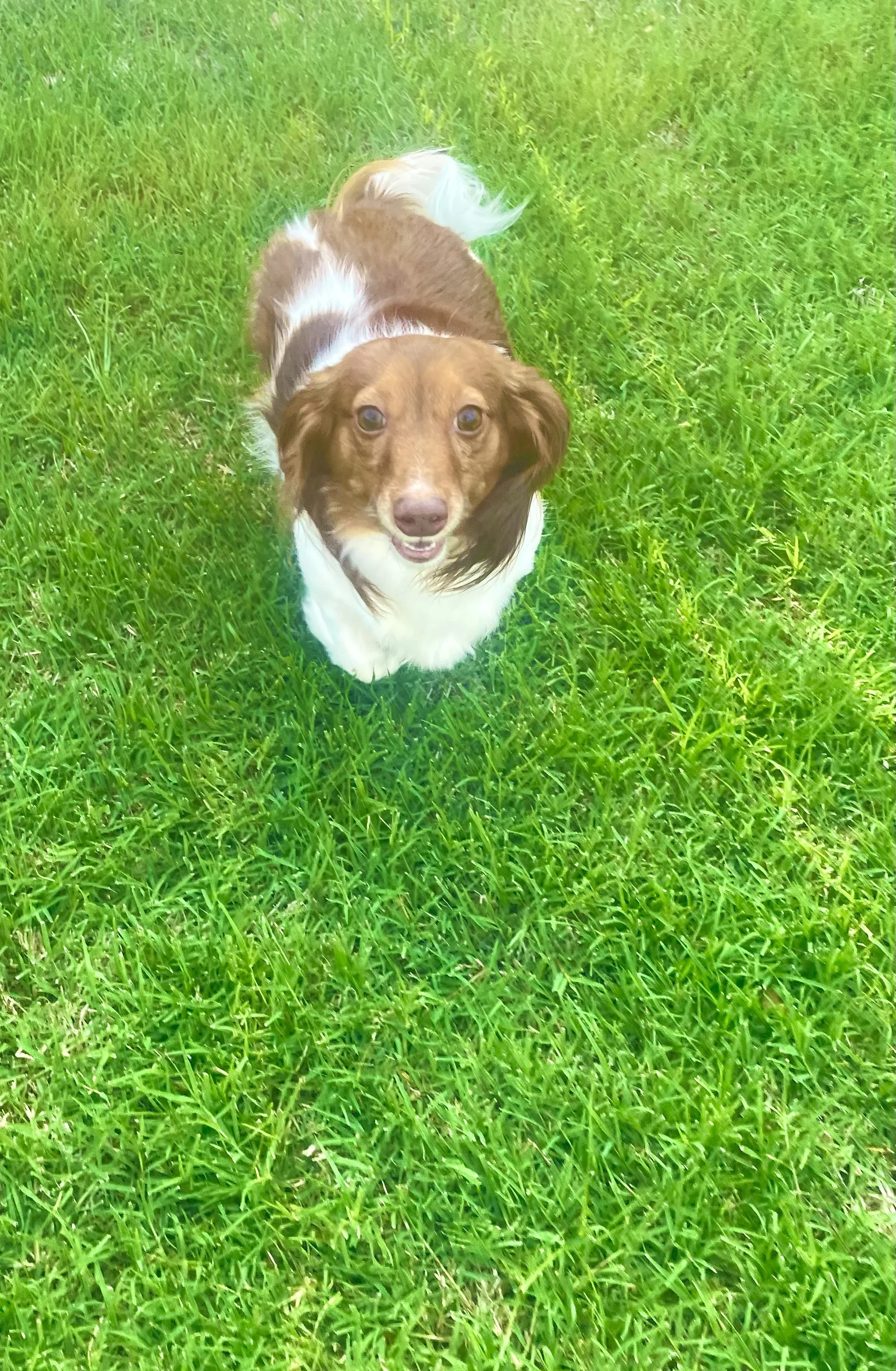 A happy brown and white dog standing on green grass, looking up at the camera.