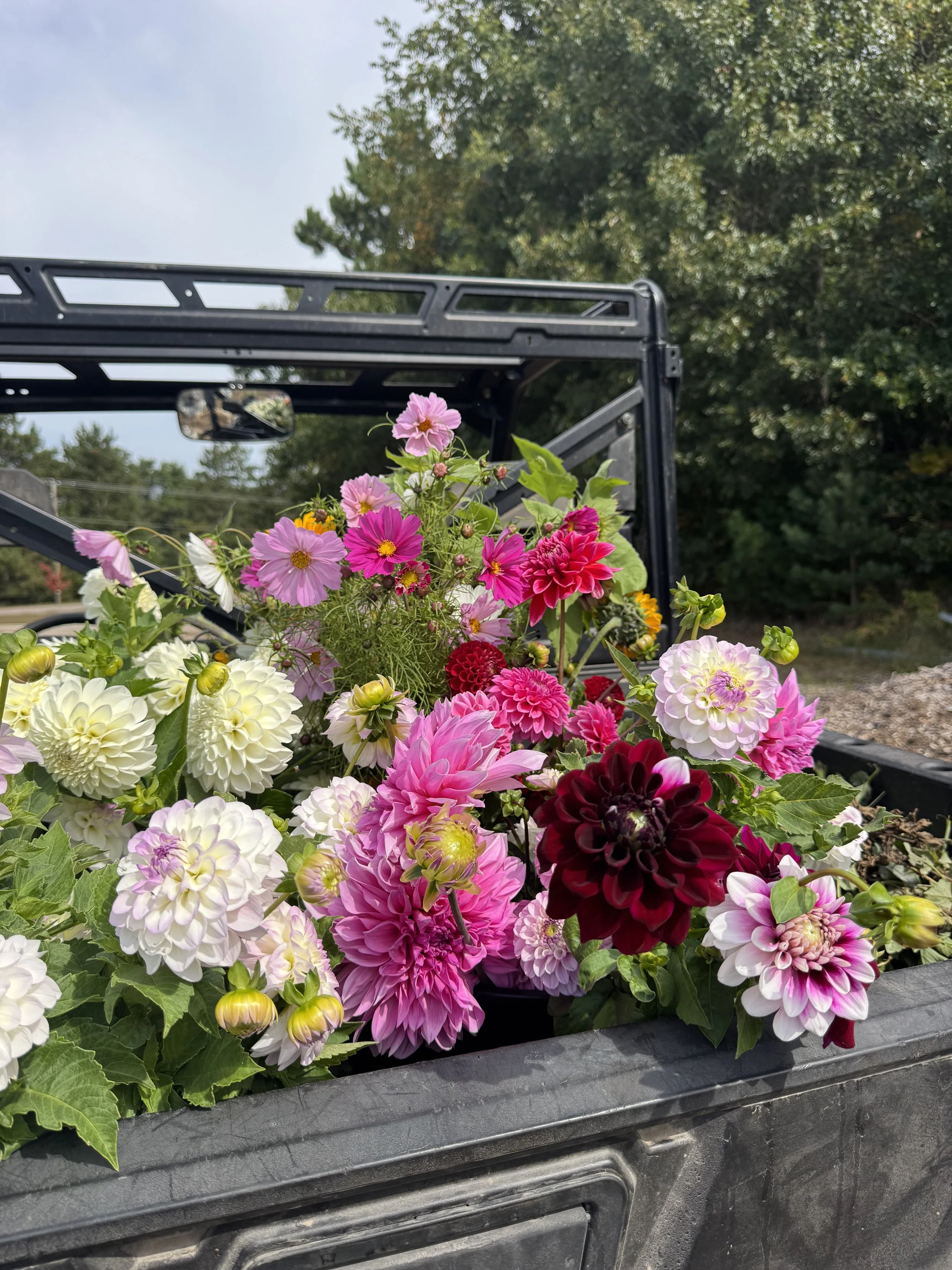 You Pick Flowers ~ Saturday 9.12.26 | 9-11 am