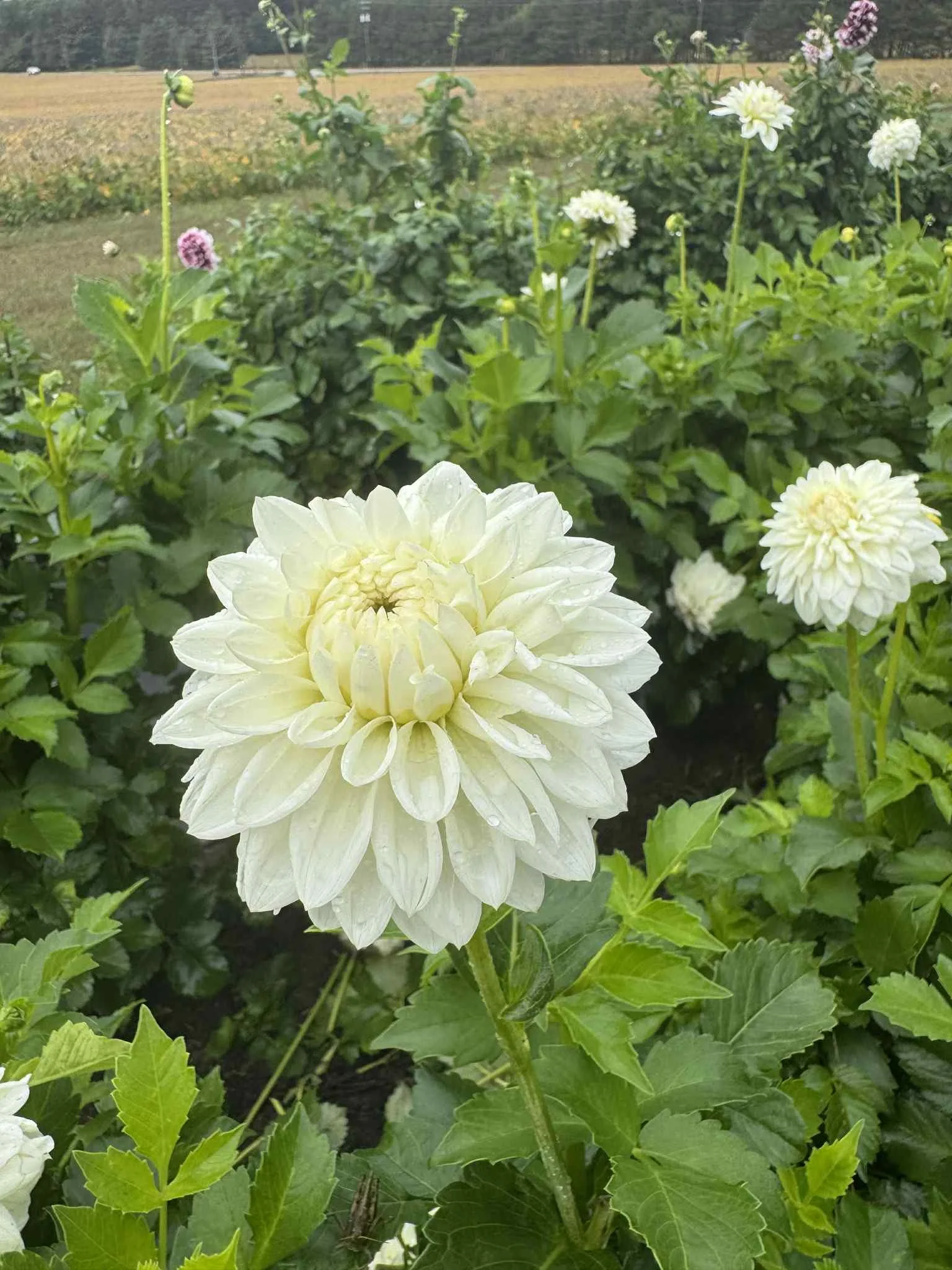 Blizzard White Dahlia Tuber