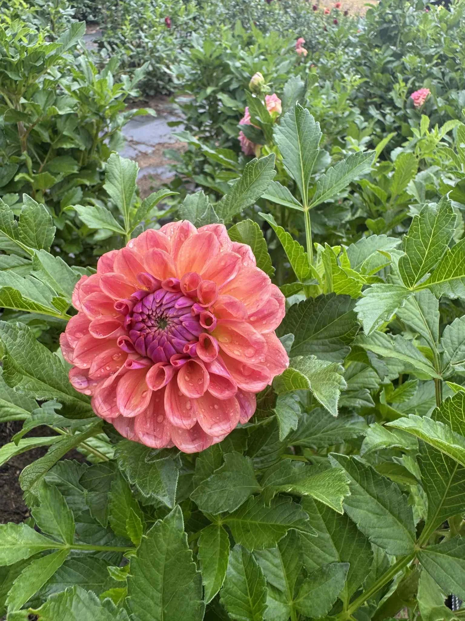 Chewy Dahlia Tuber