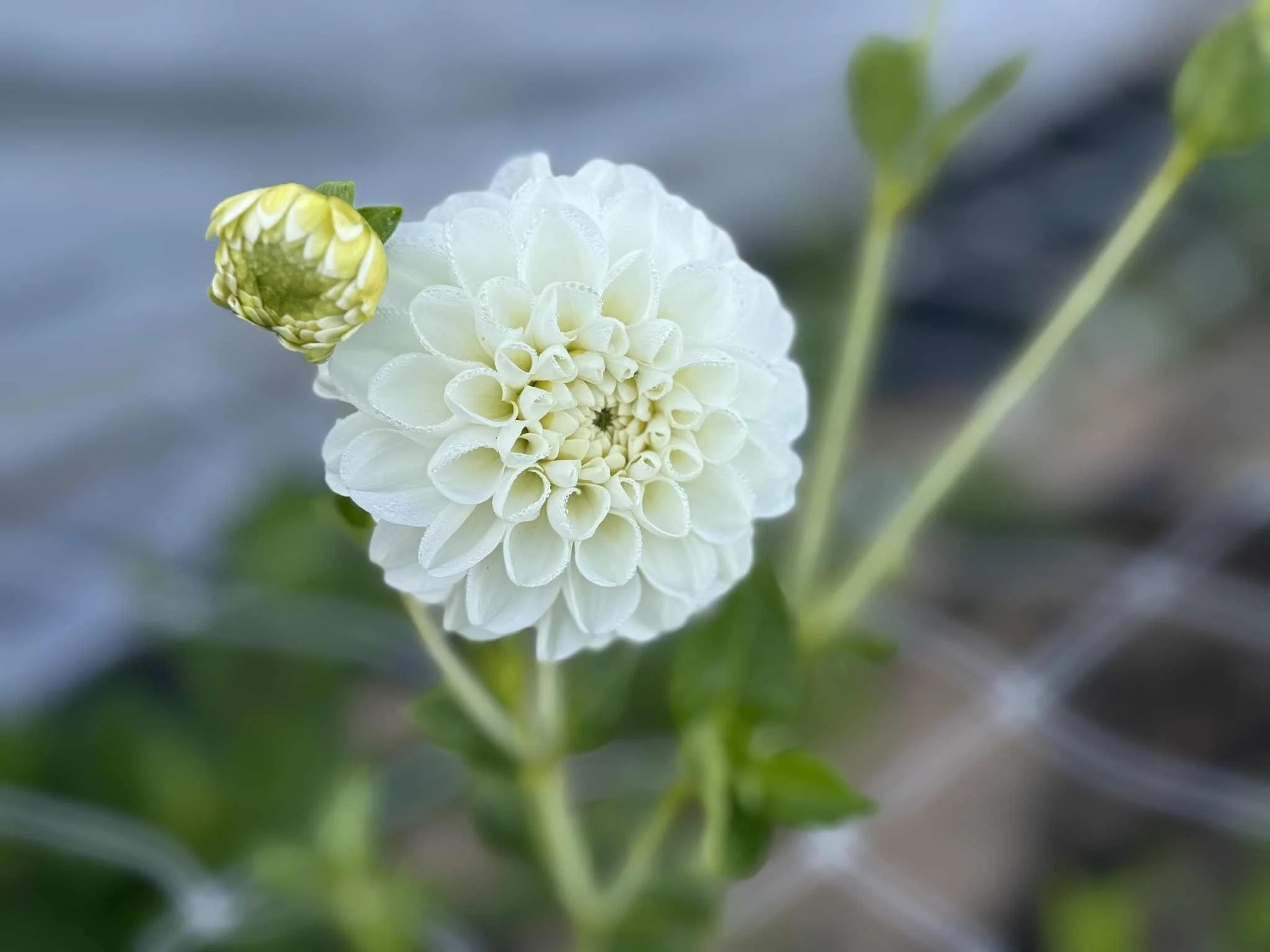 Boom Boom White Dahlia Tuber