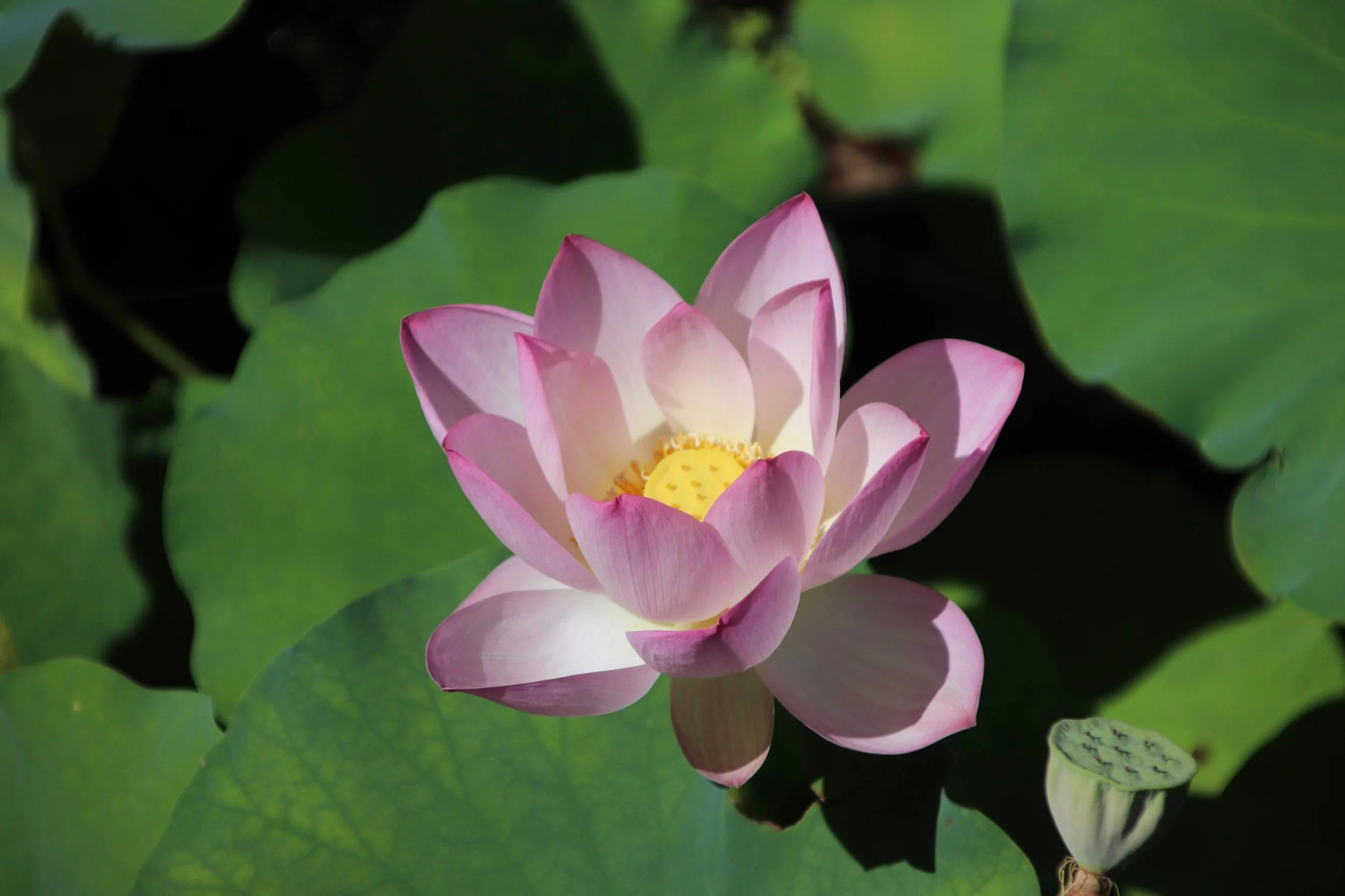 A pink and white lotus flower blooming on a pond with green lily pads.