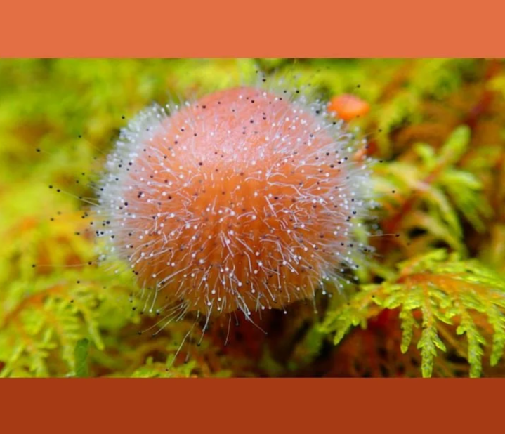 Mushroom ID Workshop