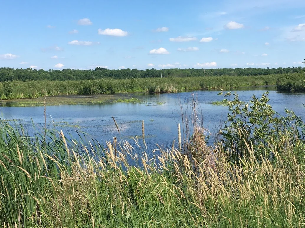 Wetland Walk and Talk