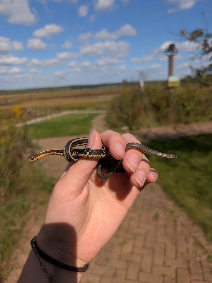Summer Fun at the Mead: Ssssnakes!