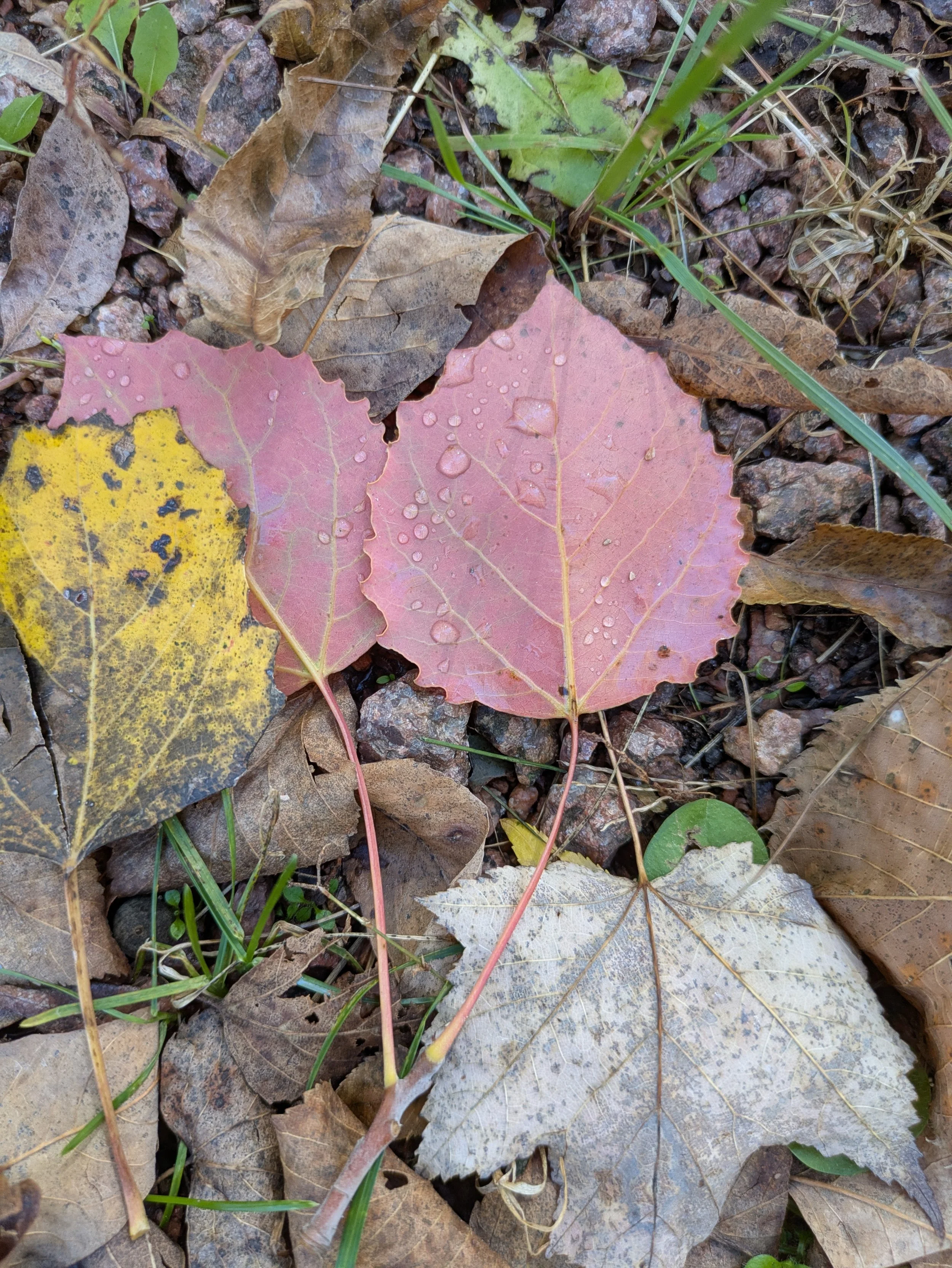 Summer Fun at the Mead: Forestry Fun