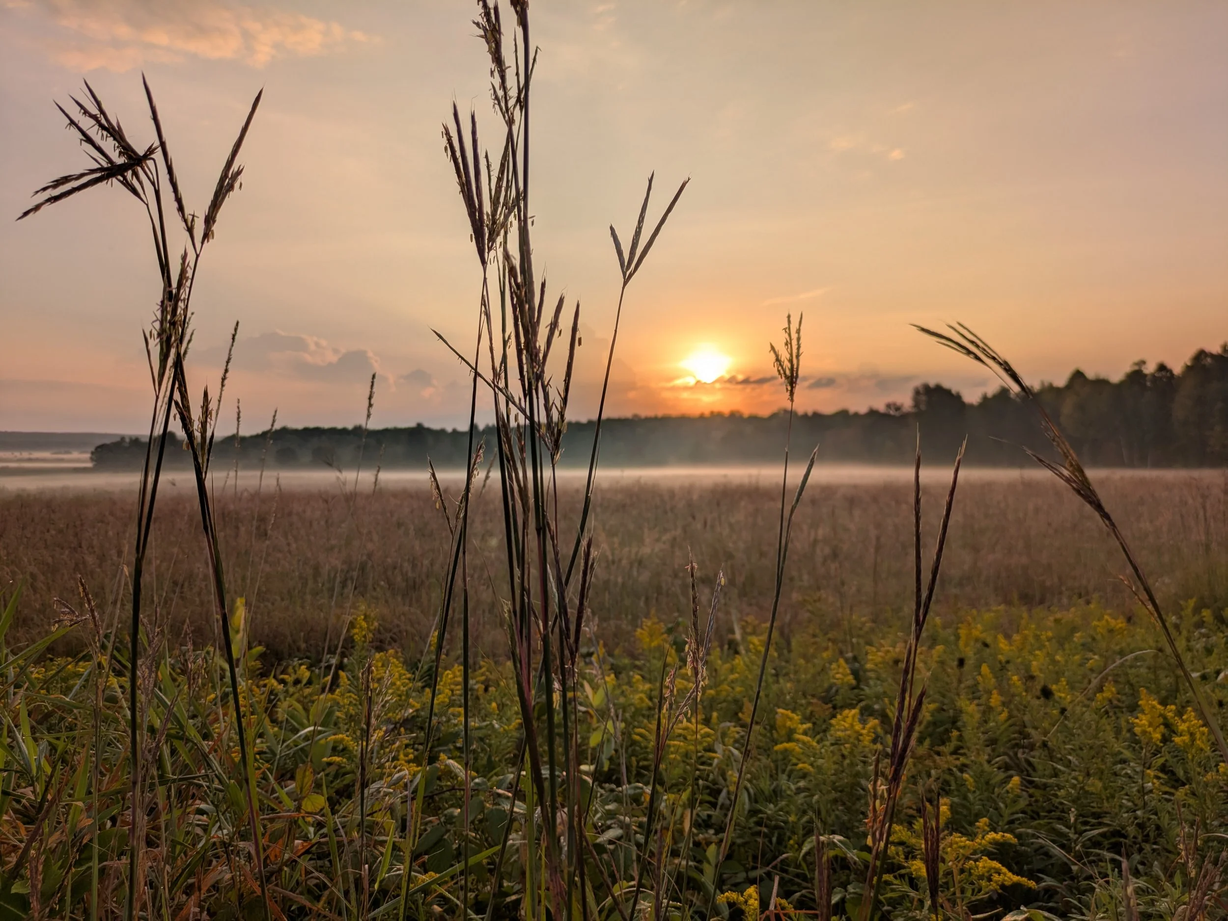 Summer Fun at the Mead: Decision Making in Conservation