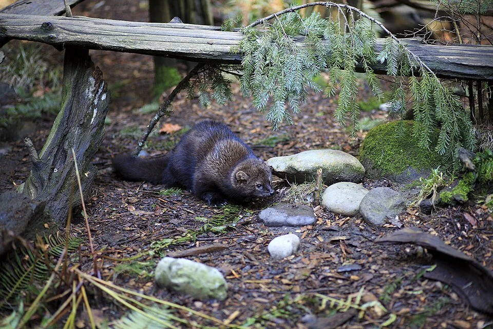 Summer Fun at the Mead: Mammals