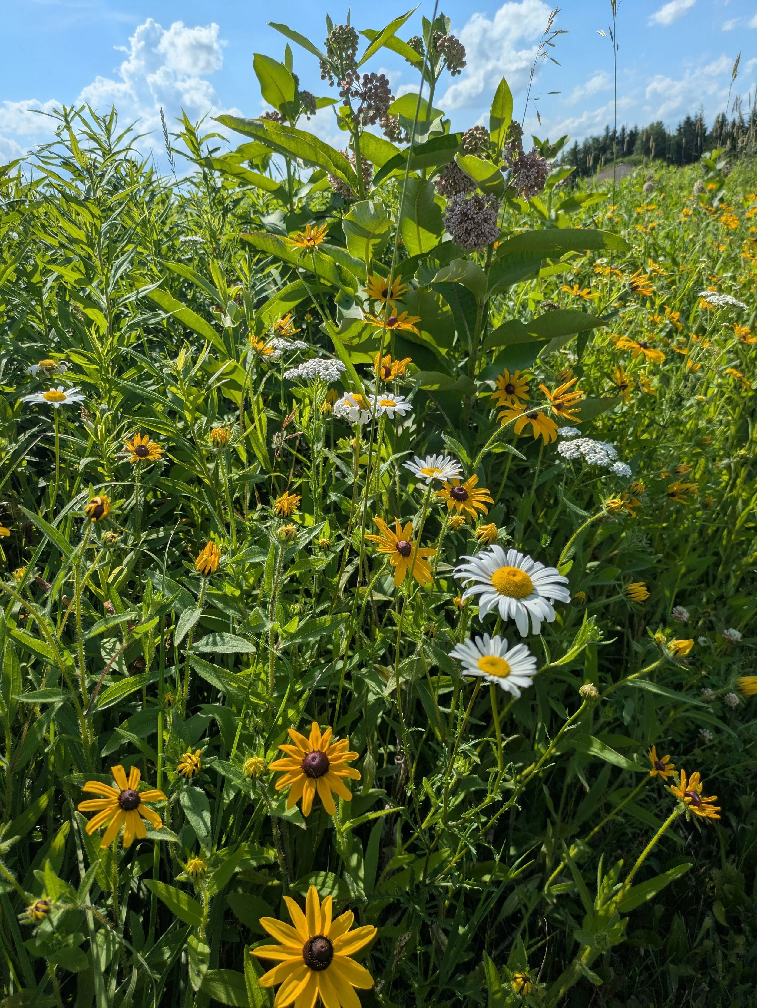 Summer Fun at the Mead: Wildflowers and Native Plants