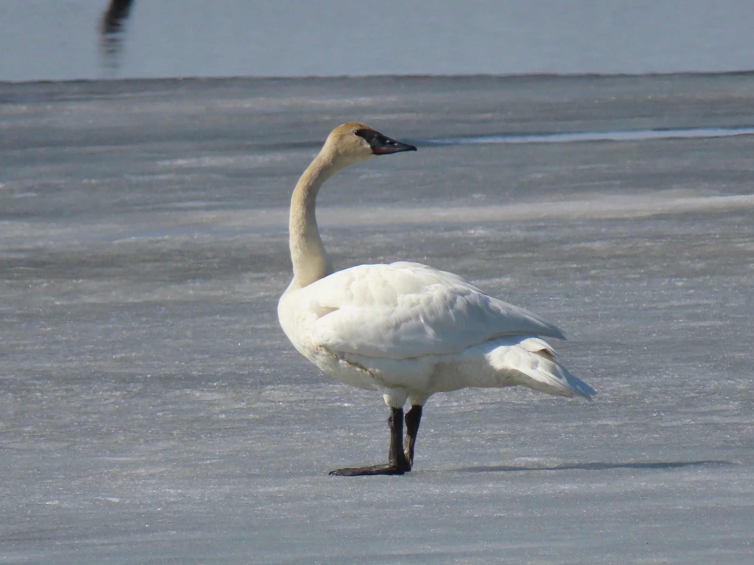 CANCELED Mead Bird Walk