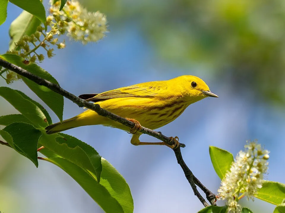 Mead Bird Walk - Warblers and More