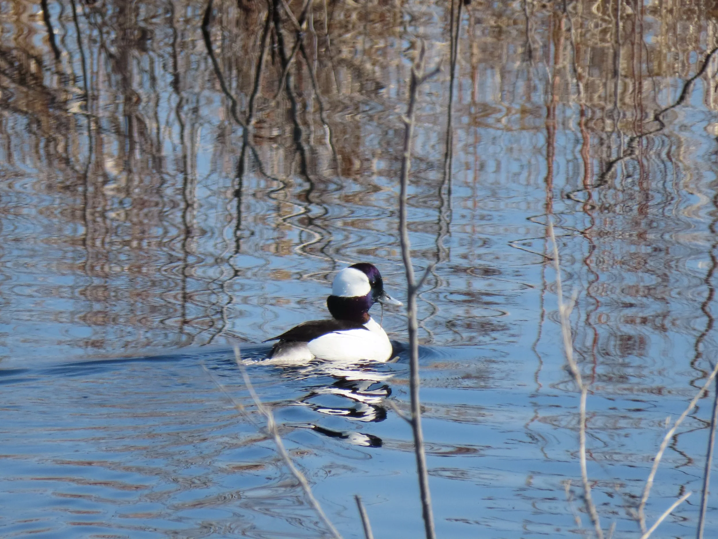 Mead Bird Walk - Birding 101