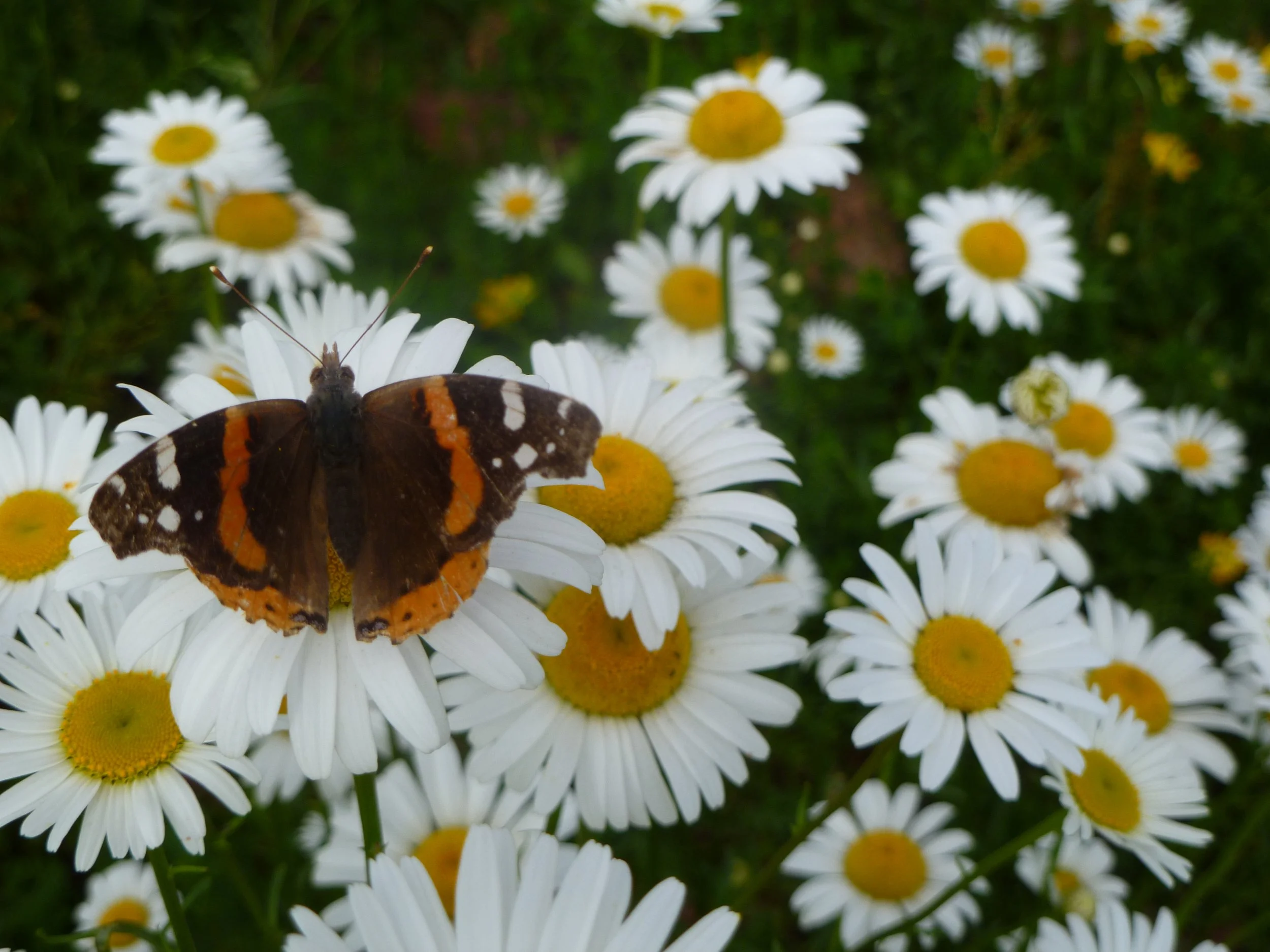 Mead Bird Walk - Butterflies and Birds