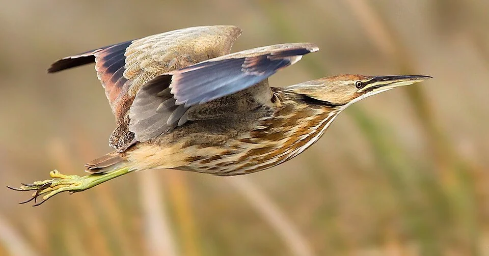 Mead Bird Walk - Wagon Ride