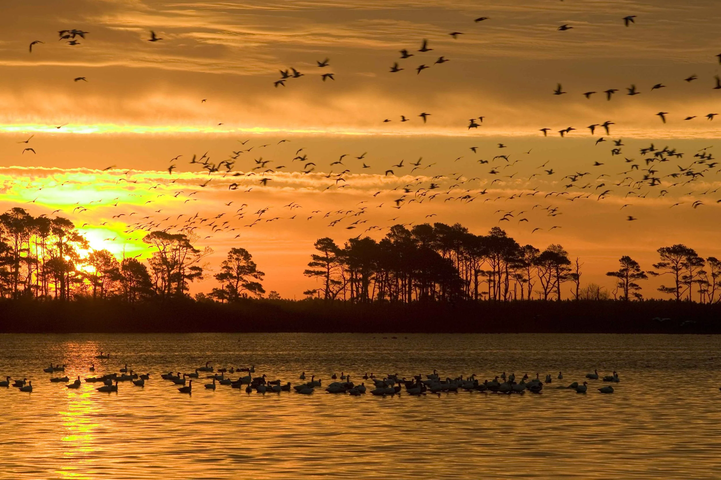 Feed Duck Hunters