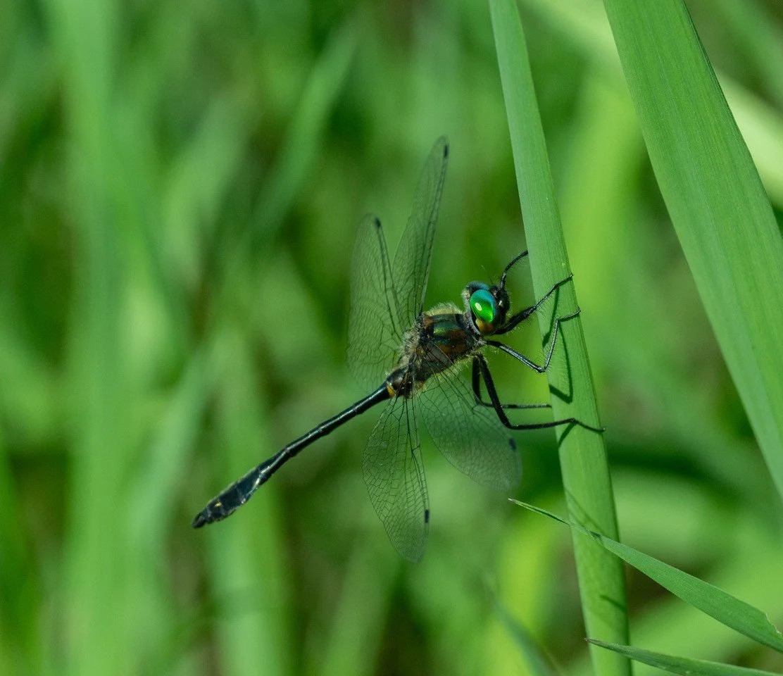 Introduction to Nature Photography