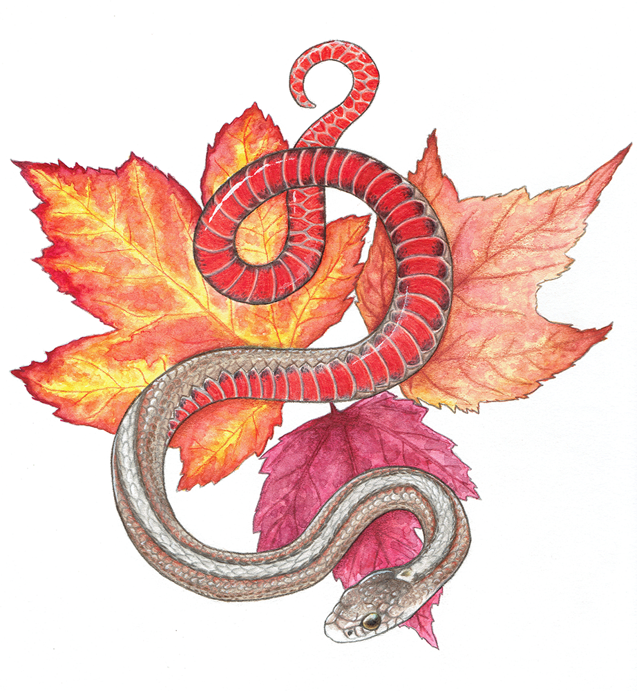 Rubrum by Roxanne Gasperetti