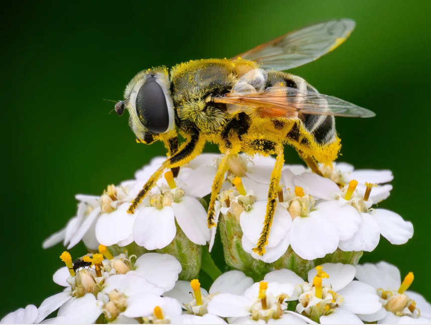 Pollinizer by Steve Coates