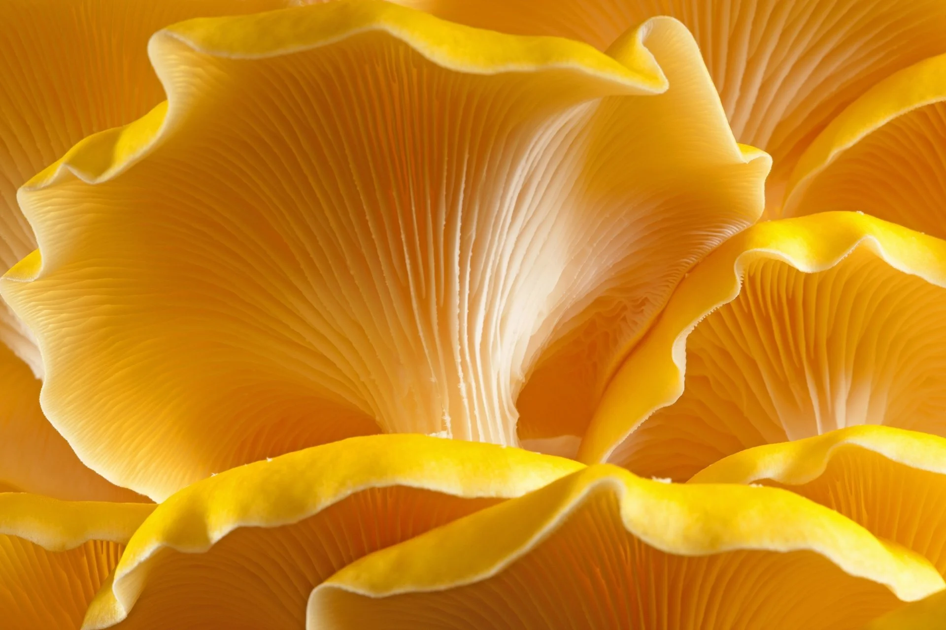 Pop-up Mushroom Foray