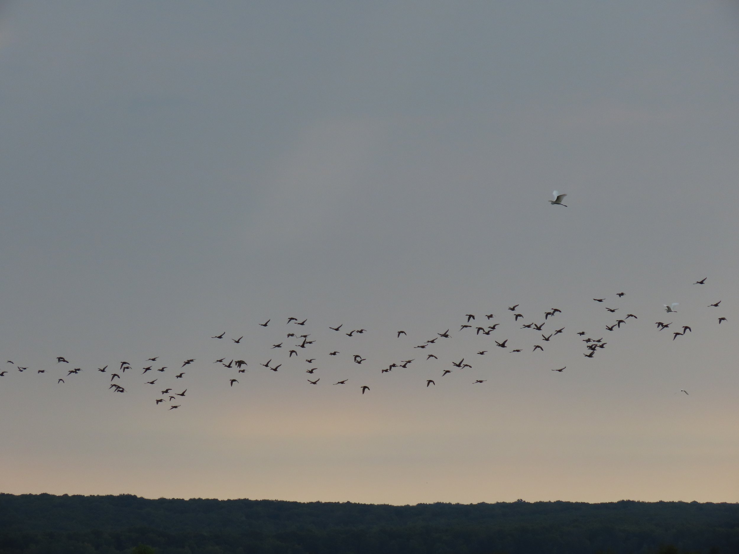 Fall Migration Viewing