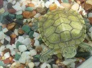 ミドリガメは捨てられない――かわいい入口、重い出口（今村哲也）