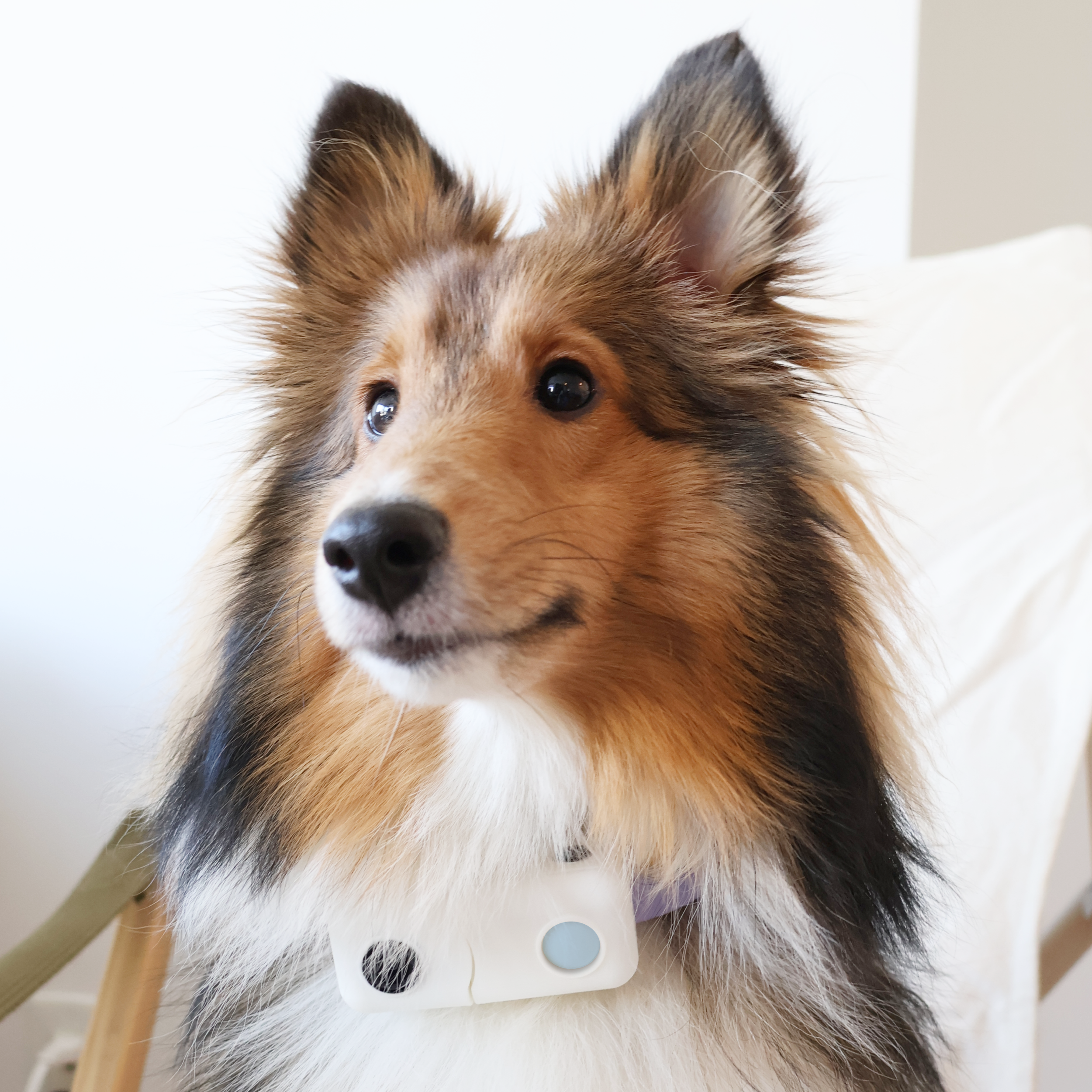 PAWPORT