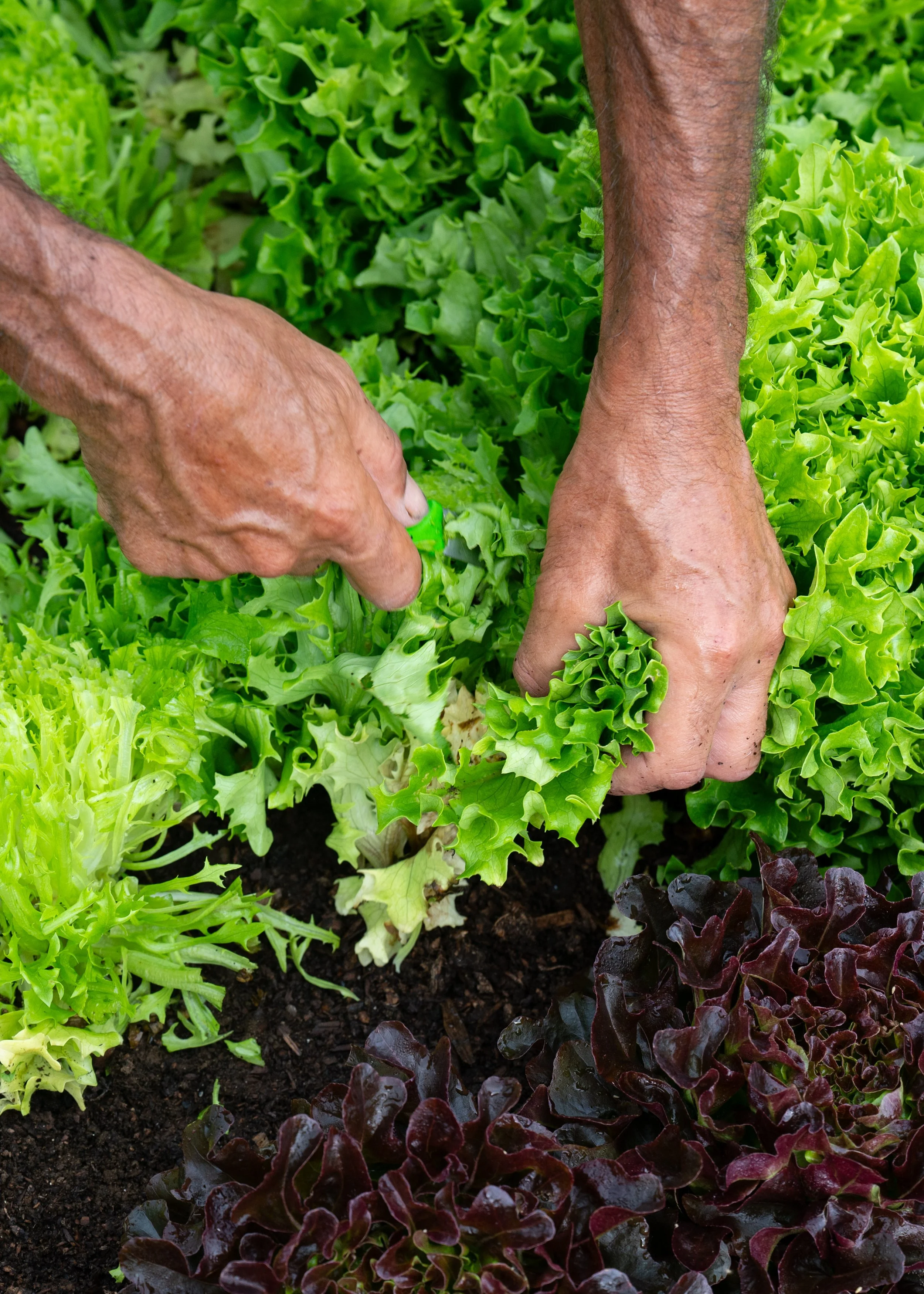 hands harvesting organic green lettuce leaf at New Beat Farm in Knox, ME