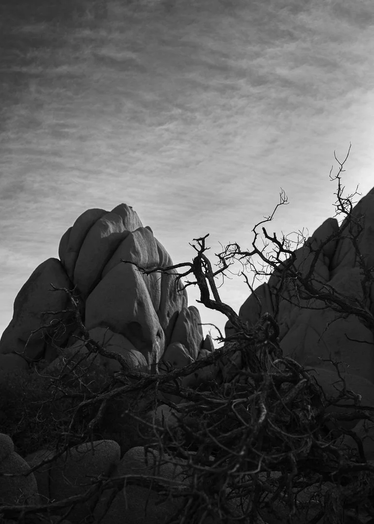 JOSHUATREEDAY_05_09-137.jpg